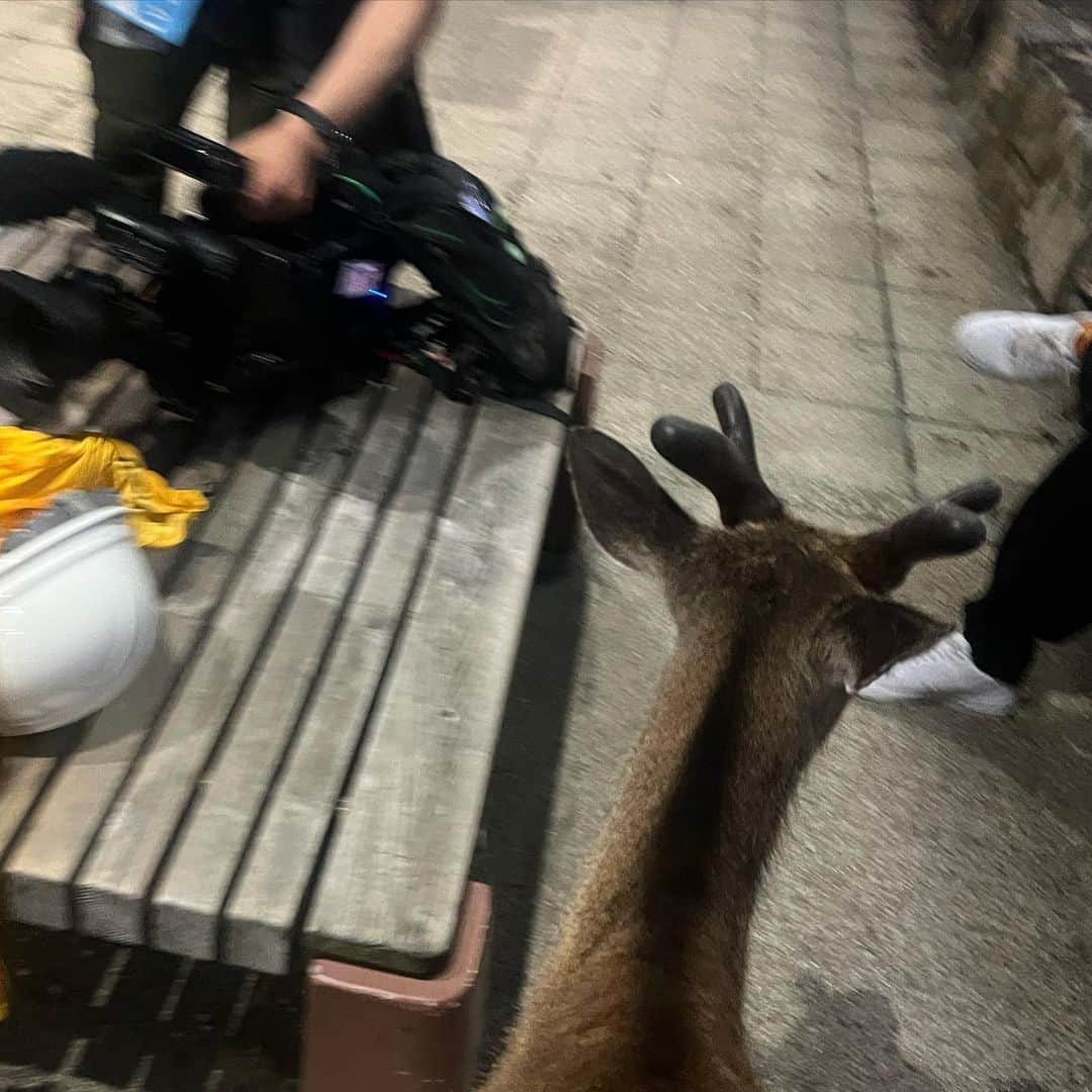 下村彩里さんのインスタグラム写真 - (下村彩里Instagram)「広島県宮島で出会った  鹿さん。  人懐っこくて可愛かった...  全ての出会いを大切に。 全ての経験に感謝して。  悲しいニュースも多く、 胸が苦しくなることもありますが、 今目の前の伝えるべきことに、 真摯に向き合っていきたいです。  #投稿が #3週間ぶりになってしまった... #ごめんなさい  #下村彩里」6月8日 2時58分 - sairi.shimomura_ex