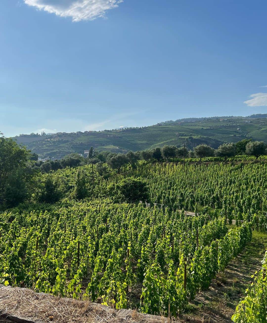 エイサ・バターフィールドさんのインスタグラム写真 - (エイサ・バターフィールドInstagram)「I came back from Douro with a belly full of wine, tile paint on my hands and a big fat grin on my face. Also why aren’t there more Padel courts in London?  Thank you @sixsensesdourovalley for the treat.」6月8日 2時59分 - asabopp