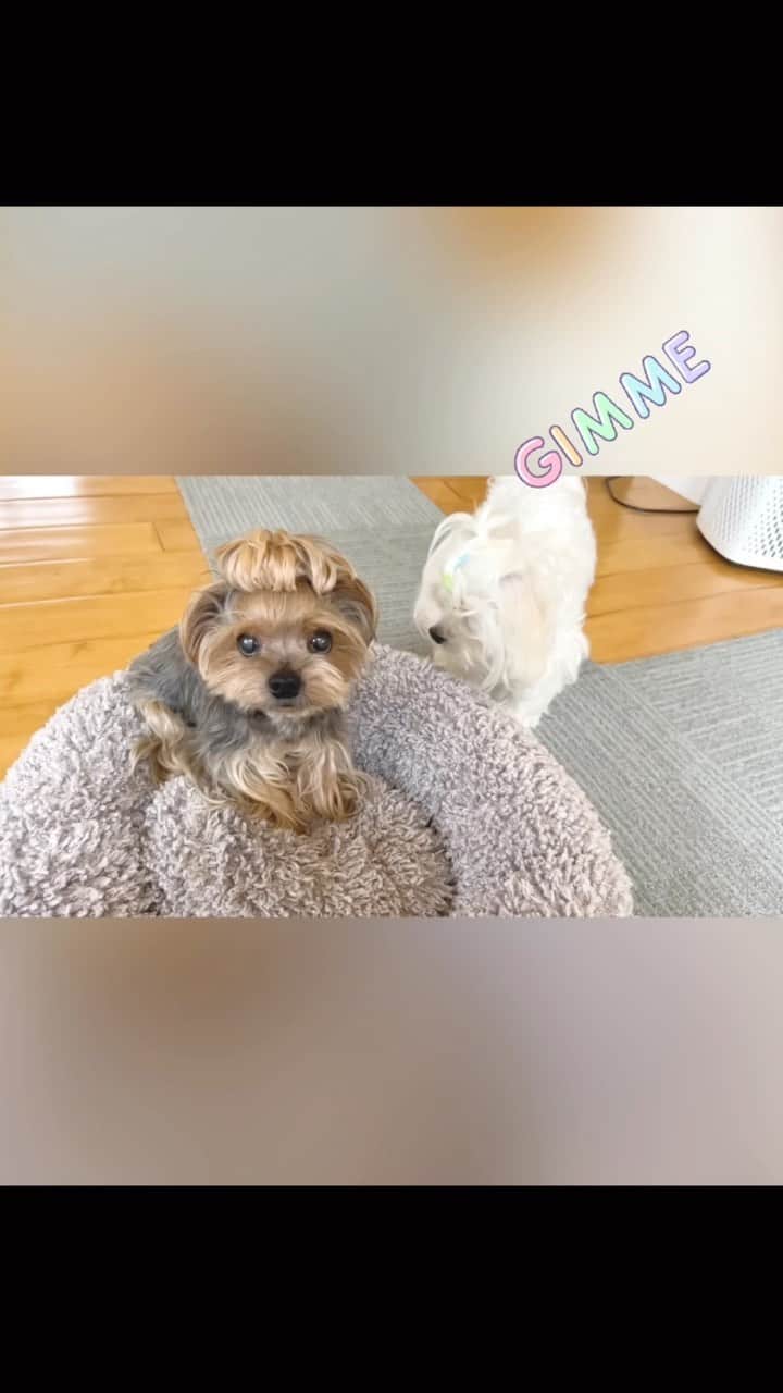 Kodie Bearのインスタグラム：「😂Watch until the end😂! Mommy still doesn’t have all of her voice back… 🤦🏻‍♀️😞」