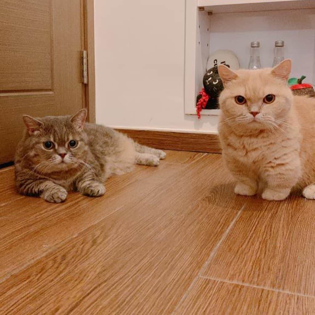 Little & Miloのインスタグラム：「ฅ(⌯͒• ɪ •⌯͒)ฅ♡ฅ(⌯͒•·̫•⌯͒)ฅ 𝕃𝕚𝕥𝕥𝕝𝕖 𝕒𝕟𝕕 𝕄𝕚𝕝𝕠 …ᴬᵇᵒᵘᵗ ᵘˢ ✿  #LittleMilo #littlemilo #マンチカン #短い手足 #munchkin #munchkincat #可愛い猫 #立つ猫 #寝顔 #可愛い寝 #猫のいる幸せ #猫のいる生活 #猫のいる暮らし #猫好きな人と繋がりたい  Instagram: https://www.instagram.com/little_milo_munchkin Facebook: http://facebook.com/i.am.little.milo Twitter: https://twitter.com/i_am_littlemilo」