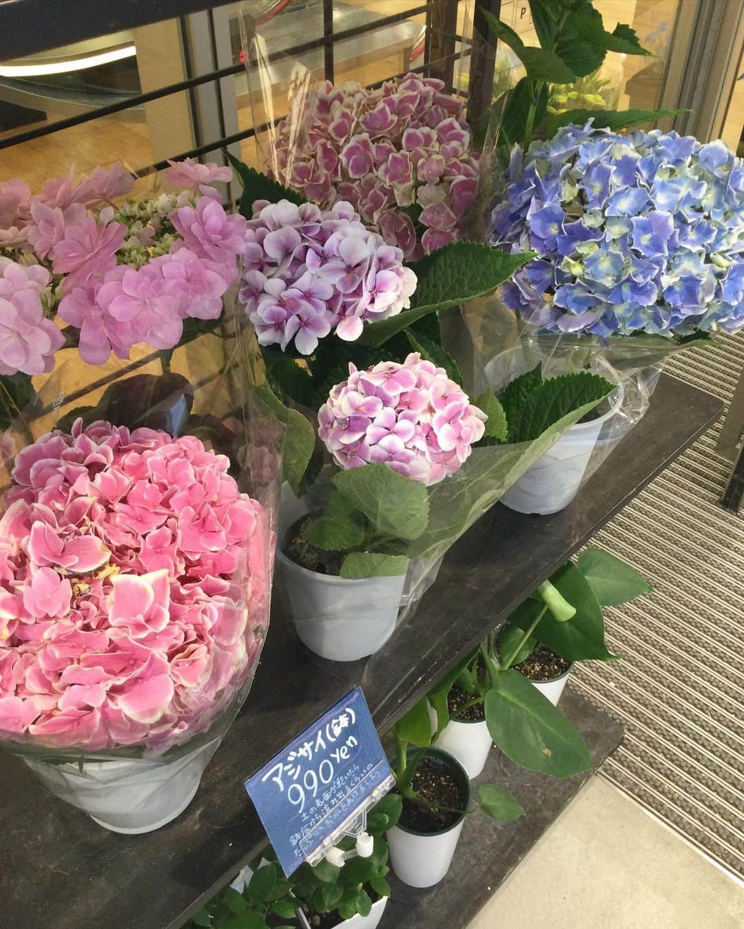 ユニクロ 銀座店さんのインスタグラム写真 - (ユニクロ 銀座店Instagram)「【UNIQLO FLOWER　花のある生活を始めよう！】 春から夏へ🌞店内には続々と季節のお花が入荷しております🌻 ご自宅用としても、6/18(日)父の日に贈るギフトとしても✨  日々の暮らしにそっと癒しを与えてくれる、そんなお気に入りのお花を見つけにいらしてください🌼  お花の種類や数には限りがございますので、お早めに！ご不明な点がございましたら、お気軽にスタッフへお申し付けくださいませ。  #ユニクロ#uniqlo#uniqloginza#ユニクロ銀座#ginza#銀座#初夏の花#季節のお花#uniqloflower#flower#花のある暮らし#銀座花屋」6月13日 13時00分 - uniqlo_ginza