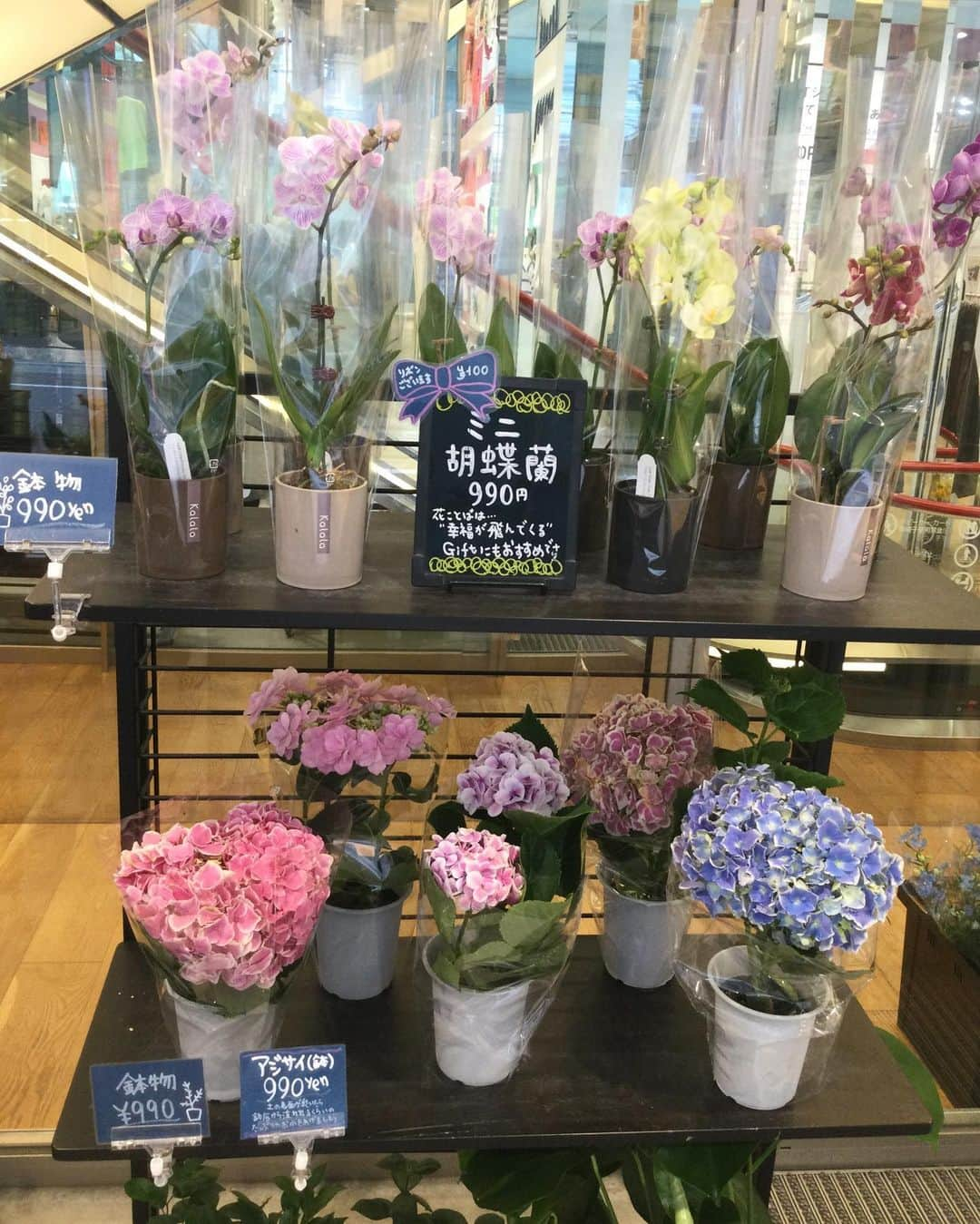 ユニクロ 銀座店さんのインスタグラム写真 - (ユニクロ 銀座店Instagram)「【UNIQLO FLOWER　花のある生活を始めよう！】 春から夏へ🌞店内には続々と季節のお花が入荷しております🌻 ご自宅用としても、6/18(日)父の日に贈るギフトとしても✨  日々の暮らしにそっと癒しを与えてくれる、そんなお気に入りのお花を見つけにいらしてください🌼  お花の種類や数には限りがございますので、お早めに！ご不明な点がございましたら、お気軽にスタッフへお申し付けくださいませ。  #ユニクロ#uniqlo#uniqloginza#ユニクロ銀座#ginza#銀座#初夏の花#季節のお花#uniqloflower#flower#花のある暮らし#銀座花屋」6月13日 13時00分 - uniqlo_ginza