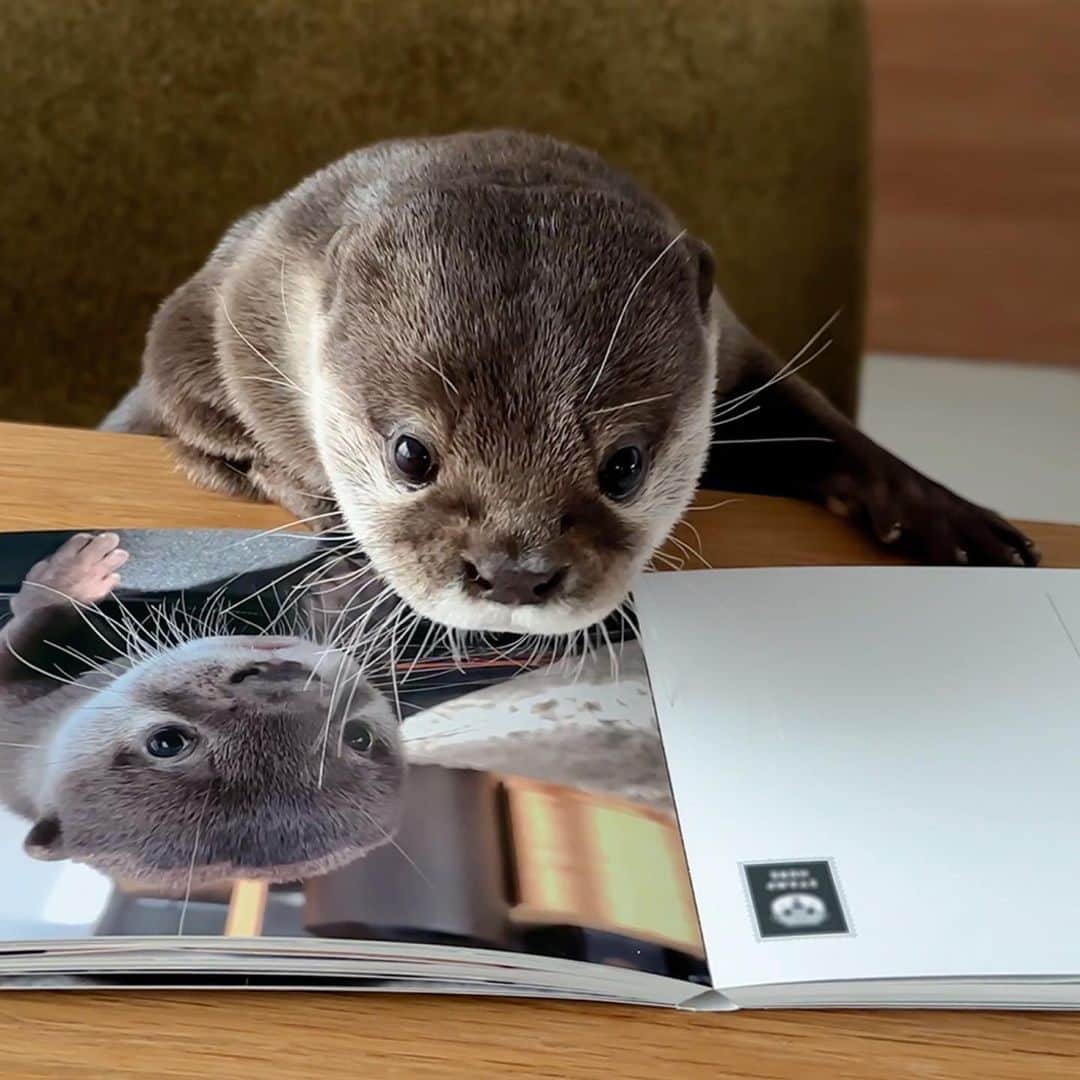 カワウソ コタロー&ハナさんのインスタグラム写真 - (カワウソ コタロー&ハナInstagram)「Otter Kotaro's Postcard Photo Book is now available! It includes 33 pictures capturing the first year of little Kotaro's life! International shipping available✈️ ベビコタ時代のキュートな写真がたっぷり入った大人気のミニフォトブック🍄🍄🍄 まだゲットしてない方はぜひ🤎 . .‬ ‪.‬ #カワウソ #コツメカワウソ #カワウソハナ #コタロー  #カワウソコタロー #otter #otters #baby #cute #小動物 #動物 #ペット #pet #かわいい #かわうそ #もふもふ #animal #수달  #귀여워 #photobook #loutre #lontra #lutra #выдра #นาก #petstagram #otterlove #kotarotheotter #otterkotaro」6月8日 14時55分 - otter_kotaro_hana