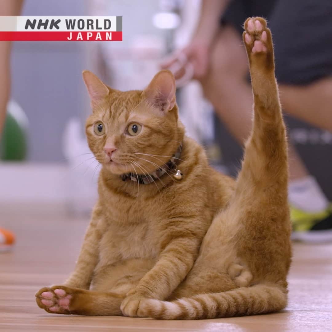 NHK「WORLD-JAPAN」さんのインスタグラム写真 - (NHK「WORLD-JAPAN」Instagram)「Don’t mess with Konpoko! 😹 He hangs out in a boxing gym in Osaka with his owner, a former Asia-wide champion.🥊When it comes to sparring, he’s definitely no ‘lightweight’ and loves to ‘spar’ with whoever ‘takes him on’! 😸🐾 . 👉Watch｜A Cat's-Eye View of Japan - Osaka: Fighting Kitties｜Free On Demand｜NHK WORLD-JAPAN website.👀 . 👉Tap in Stories/Highlights to get there.👆 . 👉Follow the link in our bio for more on the latest from Japan. . 👉If we’re on your Favorites list you won’t miss a post. . . #iwagomitsuaki #mitsuakiiwago #岩合光昭 #meow #catvideo #catlover #cats #japanesecat #boxingcat #catpunch #welovecats #猫パンチ #boxinggym #boxingtraining #ねこすたぐらむ #osaka #nhkworldjapan #japan」6月9日 6時00分 - nhkworldjapan