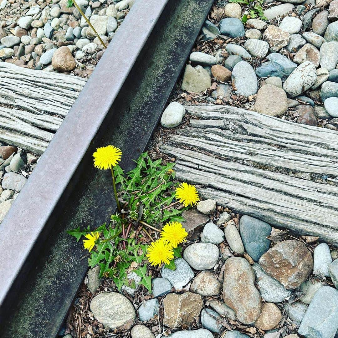 龍真咲さんのインスタグラム写真 - (龍真咲Instagram)「#幸福駅 🚃 行くだけで幸せになれる駅😊 愛の国から幸福へ。がキャッチフレーズなのだそう⤴︎ にしても、、北海道のタンポポはむちゃ大きかった！！！  みんな大好き @rokkatei.official 喫茶室🫖昔ながらのビーフシチューとふぁっふぁのパンケーキ美味しかったー ここでもはんぶんこ バターサンドのタオルは即買い😆 いつもなら箱入りでしか買えないおやつ達がバラで売ってて嬉しくなってしまいました🥮  しかし北海道ってほんと広いなー 運転しても運転しても着かない💦けど、高速以外の道はグリーンが素晴らしく見てて飽きない景色🌳ゆっくりのんびりドライブもたまには良いものです😊  #母娘旅 #はんぶんこ  #幸福駅  #六花亭  #ふぁっふぁ 🤤 #美味しいずくし」6月8日 13時42分 - masaki_ryu