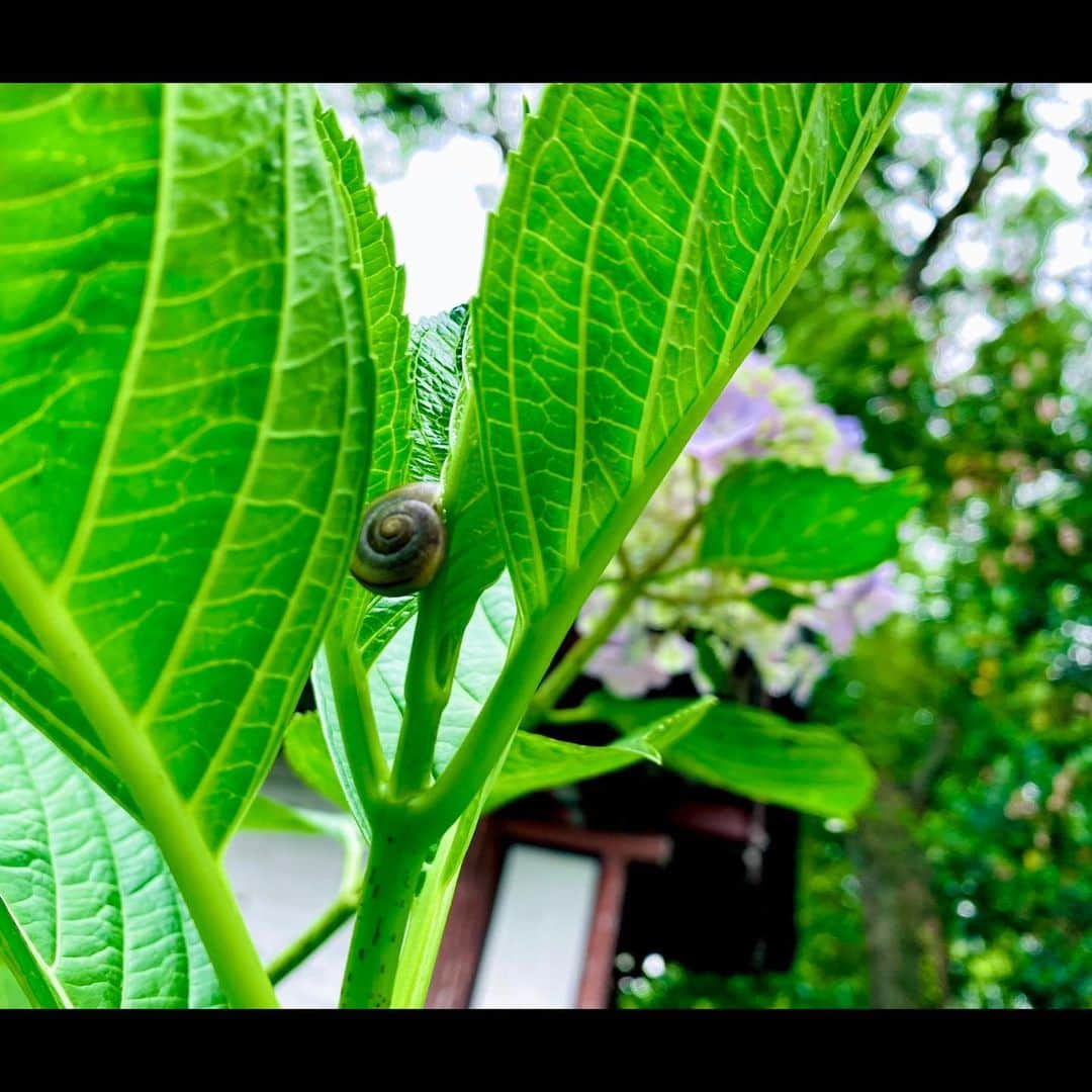 さきえさんのインスタグラム写真 - (さきえInstagram)「. 6月の長所とは。🐌」6月8日 14時16分 - sakie110