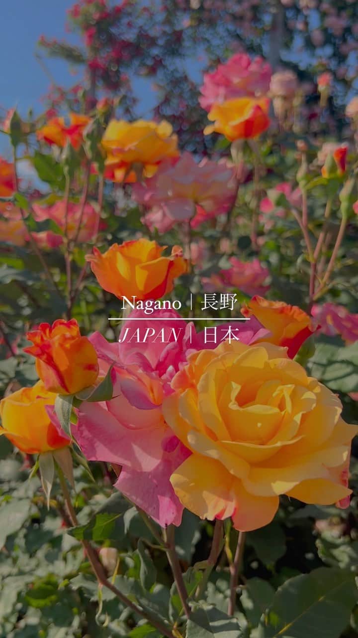 相知明日香のインスタグラム：「🌹💛🧡🩷💜❤️  #信州なかのバラまつり #RAINBOWROSECONCERT #相知明日香 #ヴァイオリン #コンサート #長野 #日本 #バラ #バラ園  #Nagano #Japan #violinist #concert #rose #rosegarden #flowers」