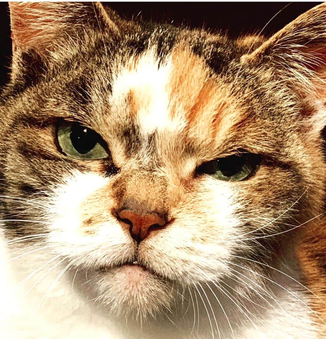 渡辺達生さんのインスタグラム写真 - (渡辺達生Instagram)「2023.06.08…😮‍💨今朝タマコが老衰で亡くなりました。 18年の命でした… いなくなると、毎朝毎晩のタマコのきついアピールも、毎朝の廊下のウンチもオシッコもなんだか懐かしいです…  こんなに手の掛かる猫はいませんでしだが…ヤツはかなり可愛いかったんだなぁと思ってしまいます。 明日からあの“怒ねこ”顔が見れないかと思うと、いま何だか凄く寂しいです😢 #tatsuowatanabe #怒ねこ」6月8日 14時48分 - tatsuowatanabe