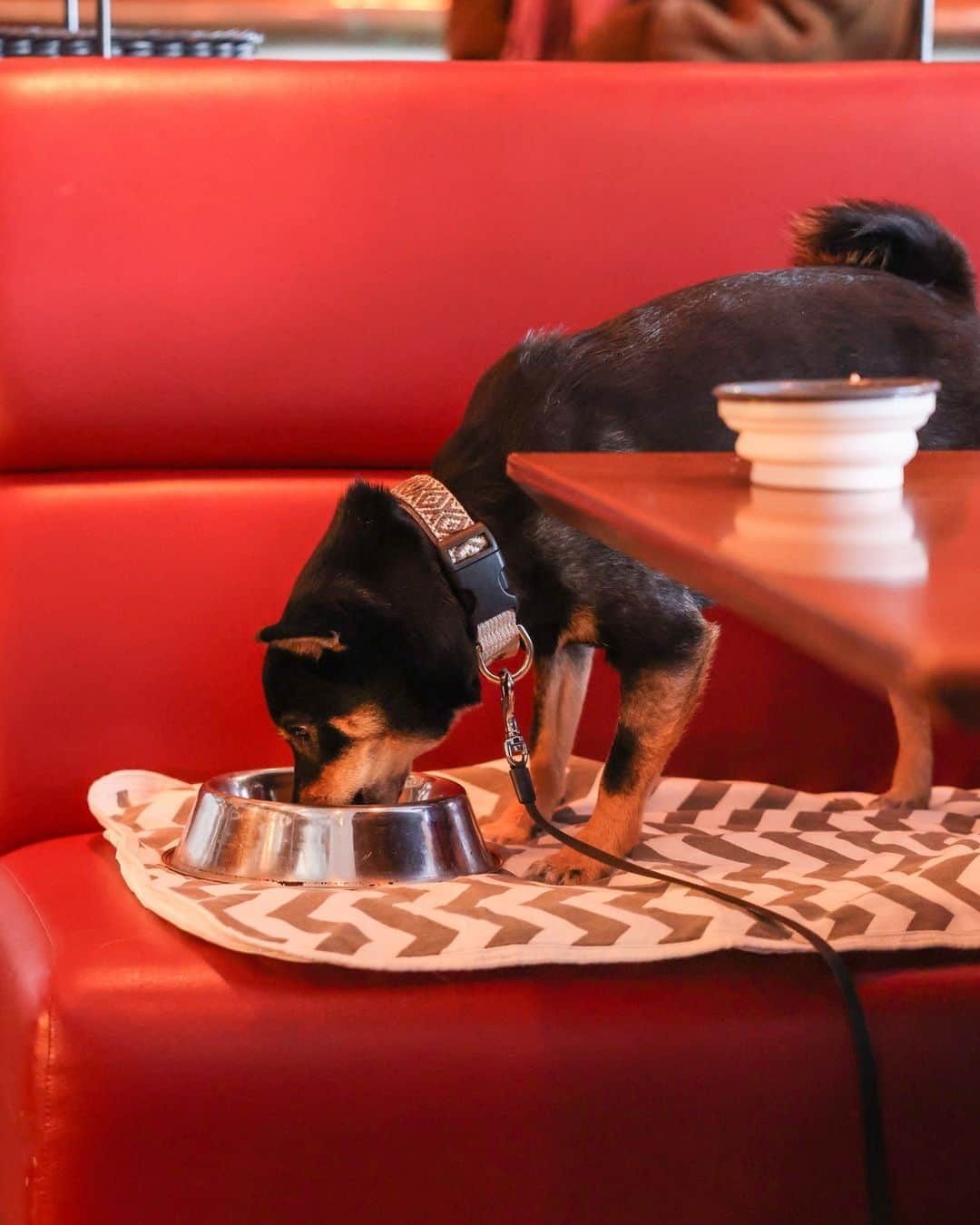 モンスーンカフェさんのインスタグラム写真 - (モンスーンカフェInstagram)「🐕️⁠Dogs love our Dog Menu! 🐶⁠ ぜひ、ワンちゃんと一緒にいらしてください☆テラス席のある店舗は解放感もあってワンちゃんにも喜んでいただけると思います！また、モンスーンカフェのDog Menuおすすめです！⁠ ※ペット同伴OK店舗（テラス席）：⁠ @monsooncafe_daikanyama⁠ @monsooncafe_omotesando⁠ @monsoon__saitamashintoshin⁠ ⁠ —⁠ #globaldining #モンスーンカフェ #グローバルダイニング #tokyodogs #ペットOKレストラン #ペットOKカフェ⁠ #ワンちゃん #ペット可 #犬と入れるカフェ #わんちゃん店内ok ＃ #テラスカフェ #テラス席ペットOK⁠」6月8日 5時55分 - monsooncafe_gd