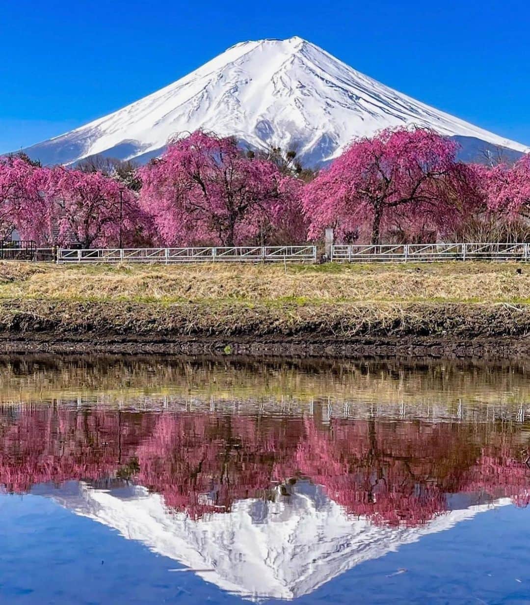 アダムのインスタグラム：「Reflection over Lake Yamanaka」