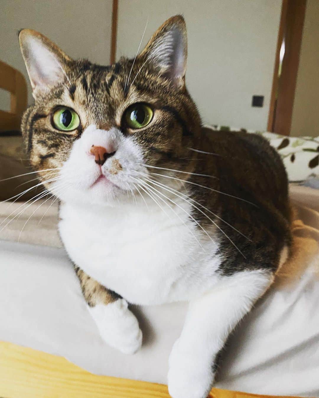 野本かりあのインスタグラム：「おはよう 木曜日。 #catsofinstagram #にゃんすたぐらむ #きじしろ #lukarly」