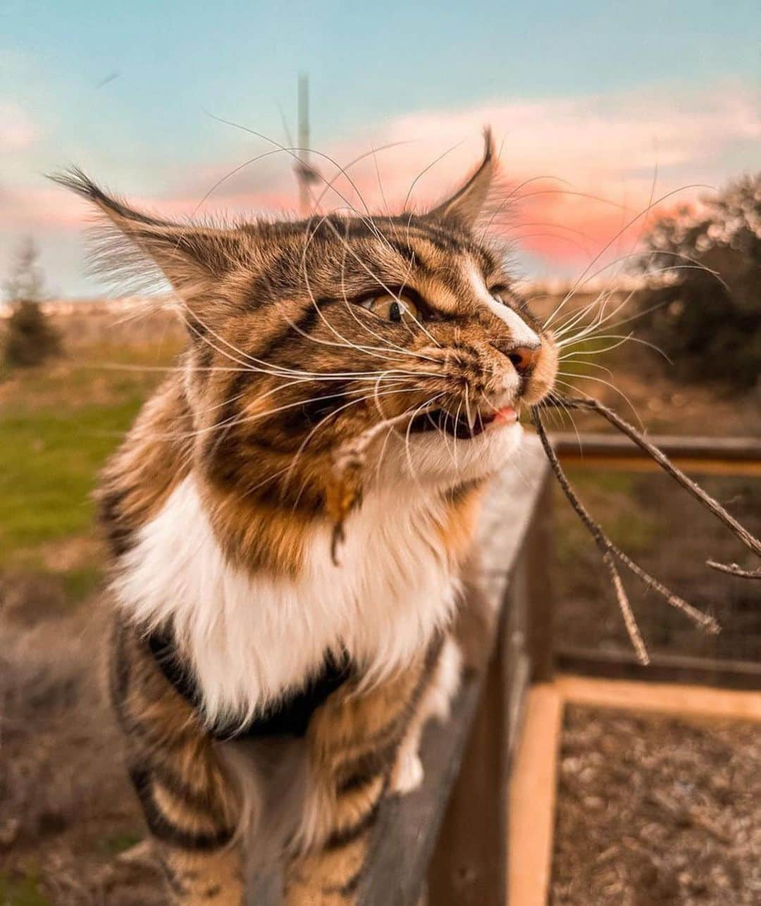 Bolt and Keelさんのインスタグラム写真 - (Bolt and KeelInstagram)「Giuseppe’s whiskers only add to his amazing purr-sonality!🐱🐾🥹  @adventrapets ➡️ @giuseppemainecoon  —————————————————— Follow @adventrapets to meet cute, brave and inspiring adventure pets from all over the world! 🌲🐶🐱🌲  • TAG US IN YOUR POSTS to get your little adventurer featured! #adventrapets ——————————————————」6月8日 6時40分 - adventrapets