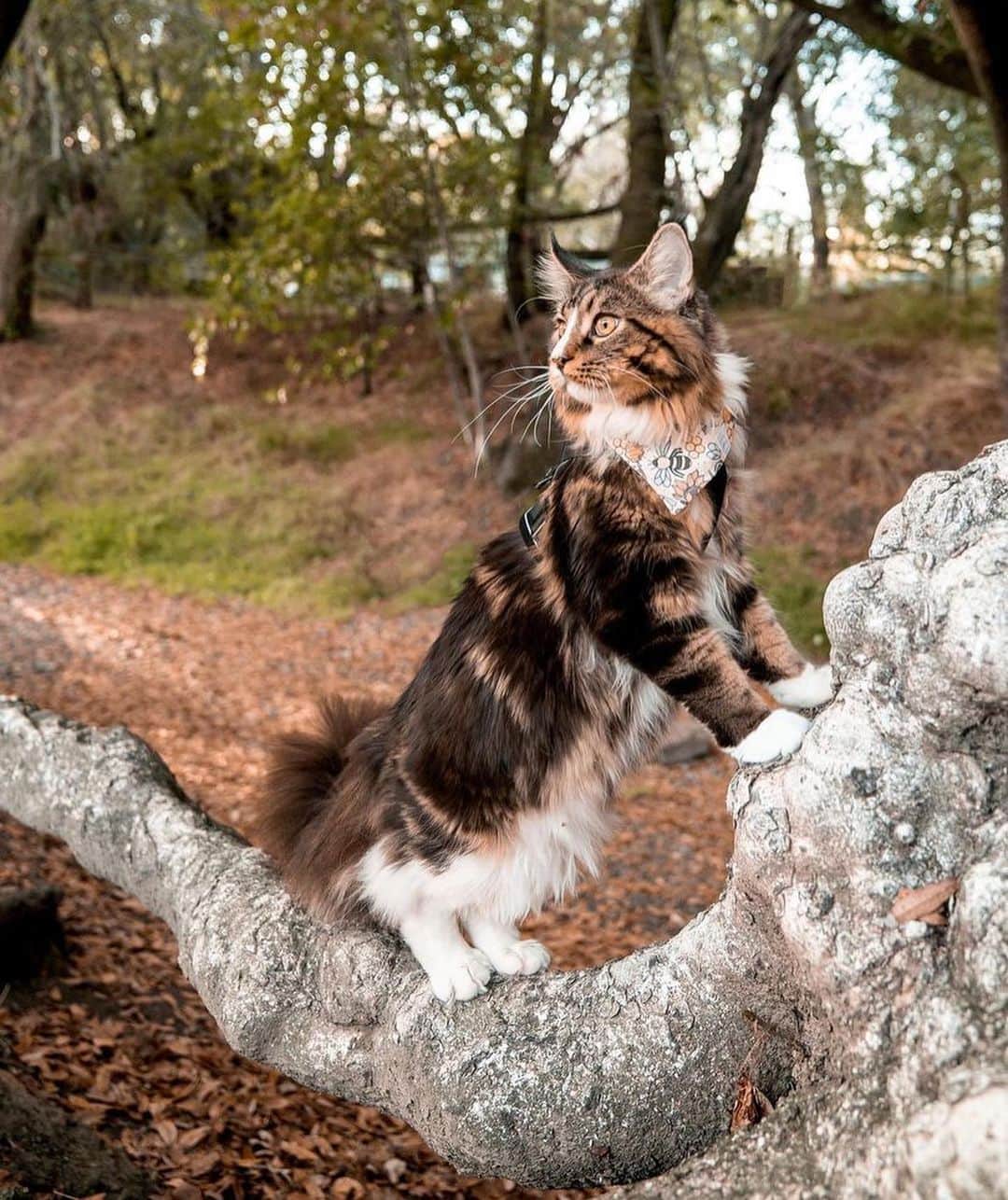 Bolt and Keelのインスタグラム：「Giuseppe’s whiskers only add to his amazing purr-sonality!🐱🐾🥹  @adventrapets ➡️ @giuseppemainecoon  —————————————————— Follow @adventrapets to meet cute, brave and inspiring adventure pets from all over the world! 🌲🐶🐱🌲  • TAG US IN YOUR POSTS to get your little adventurer featured! #adventrapets ——————————————————」
