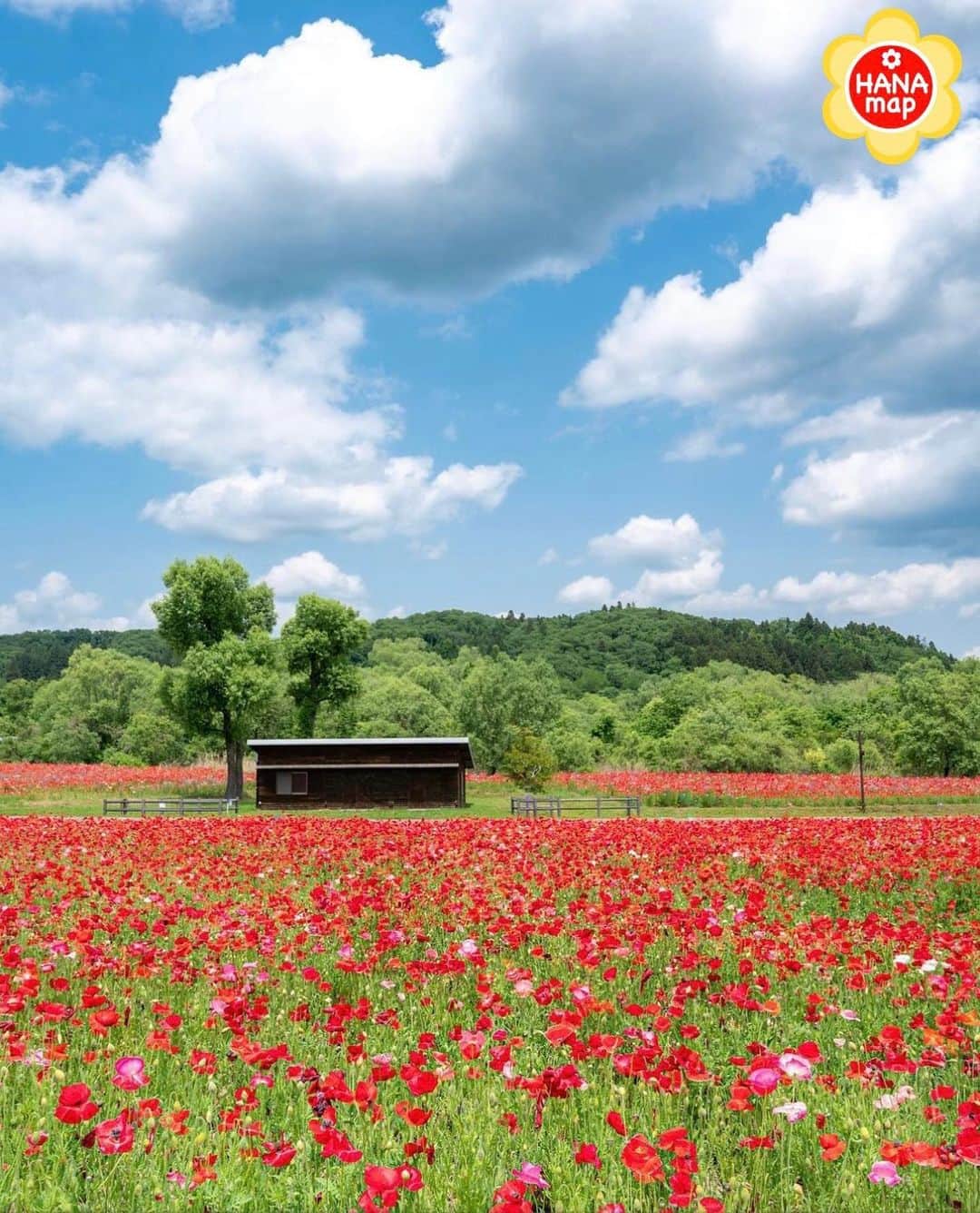 はなまっぷ❁日本の花風景さんのインスタグラム写真 - (はなまっぷ❁日本の花風景Instagram)「🌸はなまっぷ🌸 *  @maaa32nyaaa さんの 花のある風景に花まるを💮 * 青空と緑に映える真っ赤なポピー畑をありがとうございます😊🌸 * #宮城　#みちのく杜の湖畔公園 Michinoku park , Miyagi Pref * ポピーの花言葉 いたわり、思いやり * #はなまっぷ #日本の美しい花風景#花のある風景#花#花言葉#みちのく公園#ポピー#ヒナゲシ#コクリコ#一年草#ポピー畑#青空  * いつも素敵なお花をありがとうございます😊 ※見頃が過ぎている花、終わっている花もご紹介させていただいています。 * 🌸••••••お知らせ••••••🌸 * 花風景検索サイト　はなまっぷ https://hanamap.com 🔍「はなまっぷ」または @hanamap プロフィール欄から ぜひご覧ください * 📖🌸📖🌸📖🌸📖🌸📖 四季の花々を訪ねていきたい にっぽんの花地図 好評発売中📘 📖🌸📖🌸📖🌸📖🌸📖」6月8日 6時55分 - hanamap