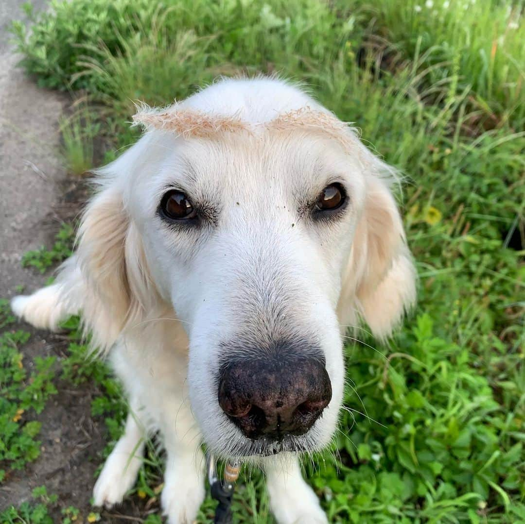 P太郎ママさんのインスタグラム写真 - (P太郎ママInstagram)「#眉毛犬  #ねこじゃらし  の季節が始まったよー。 猫をじゃらす、 犬の眉毛になる、 実に役に立つ雑草だ！ お爺さん用の、 白眉毛は、 #チガヤ」6月8日 7時33分 - ptarodada