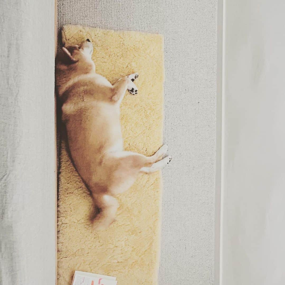 KIKIのインスタグラム：「カモフラージュ🐕 #椿王丸」