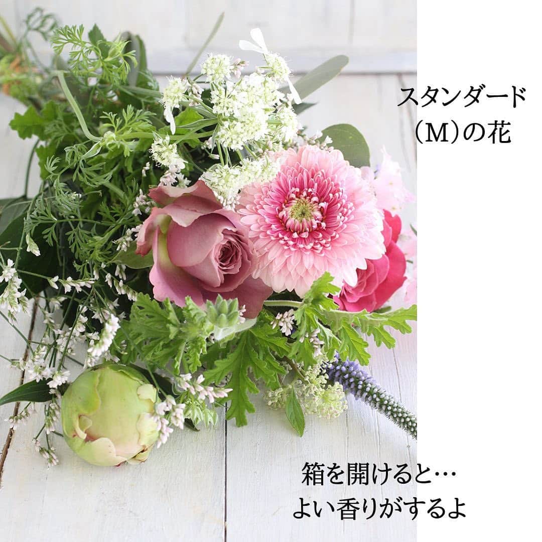 雑誌『花時間』さんのインスタグラム写真 - (雑誌『花時間』Instagram)「お花飾りましょう。  花時間（@hanajikan_magazine）です。  本日の投稿は、昨日、市場で撮影してきた花時間の定期便のお花です🎵  そう、花の目利き、仲卸の大根さんスペシャル⭐️⭐️⭐️ かわいらしく、前回も皆さまに喜んでいただいた草花たっぷりのチョイスなんです。  スタンダードとリュクスのバラは、長野の人気生産者、堀木さんのバラにバトンタッチしました。  花の名前にこだわる堀木さん。ブラウンの色が混じる「シャドーオブザディ」の名前は、「一日の終わりには」という意味だそうです。  笑って泣いて働いた、一日の終わりに、お花を眺めてみませんか？　昨日とはまた違う顔。また明日も頑張ろうって、励ましてくれそうですね。  花びらがしっかりしているため、もちの点でも申し分なしの星5つ！⭐️⭐️⭐️⭐️⭐️  というわけで？　6／8（木）、9（金）到着のお花の内訳をお知らせいたしま〜す📢  🌸プチ（S）  ガーベラ(トレーシー) デルフィニウム(スーパーハッピーピンク) リモニウム(雲竜) オルラヤ カンパニュラ リューカデンドロン(サマーグリーン) セアノサス(マリーサイモン)  🌸スタンダード（Ｍ）  バラ(バイアモーメント) バラ(シャドウオブザディ) シャクヤク(かぐや姫) ガーベラ(トレーシー) デルフィニウム(スーパーハッピーピンク) リモニウム(雲竜) オルラヤ カンパニュラ ベロニカ ローズゼラニウム ユーカリ セアノサス(マリーサイモン)  🌸リュクス（Ｌ）  バラ(バイアモーメント) バラ(シャドウオブザディ) バラ(ワンダーウォール) ダリア(ナマハゲチーク) シャクヤク(かぐや姫) アンスリウム(プレビア) トルコギキョウ(NFメロディ) カラー(スマトラ) デルフィニウム(スーパーハッピーピンク) リモニウム(雲竜) オルラヤ カンパニュラ リューカデンドロン(サマーグリーン) セアノサス(マリーサイモン)  【花時間ニュース】 💜『花時間』から、花の定期便がスタートしました🥰　世界でここだけのバラと旬花が届く嬉しいサービスです💕  💜『花時間2023春夏』〈春のピンク！夏のブルー！〉大好評発売中！  💜『花と短歌でめぐる 二十四節気 花のこよみ』大好評発売中  すべて @hanajikan_magazine のプロフィールのリンクから飛べます✈️  『花時間』本誌や書籍は全国の書店、ネット書店でも発売中✨  #花時間 #フラワーアレンジ #花の定期便  #花のサブスク  #花が好き #花が好きな人と繋がりたい #花を飾る #花を飾る生活 #花屋さんへ行こう」6月8日 7時51分 - hanajikan_magazine