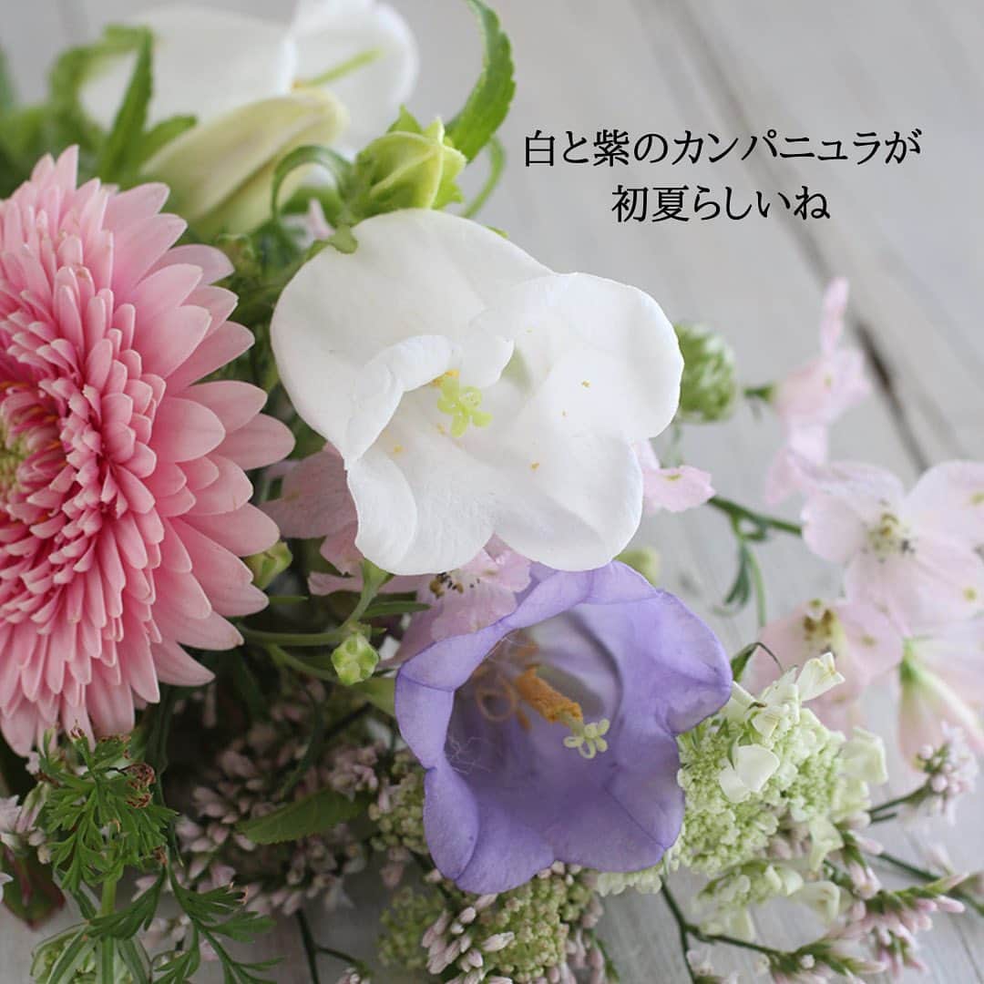 雑誌『花時間』さんのインスタグラム写真 - (雑誌『花時間』Instagram)「お花飾りましょう。  花時間（@hanajikan_magazine）です。  本日の投稿は、昨日、市場で撮影してきた花時間の定期便のお花です🎵  そう、花の目利き、仲卸の大根さんスペシャル⭐️⭐️⭐️ かわいらしく、前回も皆さまに喜んでいただいた草花たっぷりのチョイスなんです。  スタンダードとリュクスのバラは、長野の人気生産者、堀木さんのバラにバトンタッチしました。  花の名前にこだわる堀木さん。ブラウンの色が混じる「シャドーオブザディ」の名前は、「一日の終わりには」という意味だそうです。  笑って泣いて働いた、一日の終わりに、お花を眺めてみませんか？　昨日とはまた違う顔。また明日も頑張ろうって、励ましてくれそうですね。  花びらがしっかりしているため、もちの点でも申し分なしの星5つ！⭐️⭐️⭐️⭐️⭐️  というわけで？　6／8（木）、9（金）到着のお花の内訳をお知らせいたしま〜す📢  🌸プチ（S）  ガーベラ(トレーシー) デルフィニウム(スーパーハッピーピンク) リモニウム(雲竜) オルラヤ カンパニュラ リューカデンドロン(サマーグリーン) セアノサス(マリーサイモン)  🌸スタンダード（Ｍ）  バラ(バイアモーメント) バラ(シャドウオブザディ) シャクヤク(かぐや姫) ガーベラ(トレーシー) デルフィニウム(スーパーハッピーピンク) リモニウム(雲竜) オルラヤ カンパニュラ ベロニカ ローズゼラニウム ユーカリ セアノサス(マリーサイモン)  🌸リュクス（Ｌ）  バラ(バイアモーメント) バラ(シャドウオブザディ) バラ(ワンダーウォール) ダリア(ナマハゲチーク) シャクヤク(かぐや姫) アンスリウム(プレビア) トルコギキョウ(NFメロディ) カラー(スマトラ) デルフィニウム(スーパーハッピーピンク) リモニウム(雲竜) オルラヤ カンパニュラ リューカデンドロン(サマーグリーン) セアノサス(マリーサイモン)  【花時間ニュース】 💜『花時間』から、花の定期便がスタートしました🥰　世界でここだけのバラと旬花が届く嬉しいサービスです💕  💜『花時間2023春夏』〈春のピンク！夏のブルー！〉大好評発売中！  💜『花と短歌でめぐる 二十四節気 花のこよみ』大好評発売中  すべて @hanajikan_magazine のプロフィールのリンクから飛べます✈️  『花時間』本誌や書籍は全国の書店、ネット書店でも発売中✨  #花時間 #フラワーアレンジ #花の定期便  #花のサブスク  #花が好き #花が好きな人と繋がりたい #花を飾る #花を飾る生活 #花屋さんへ行こう」6月8日 7時51分 - hanajikan_magazine