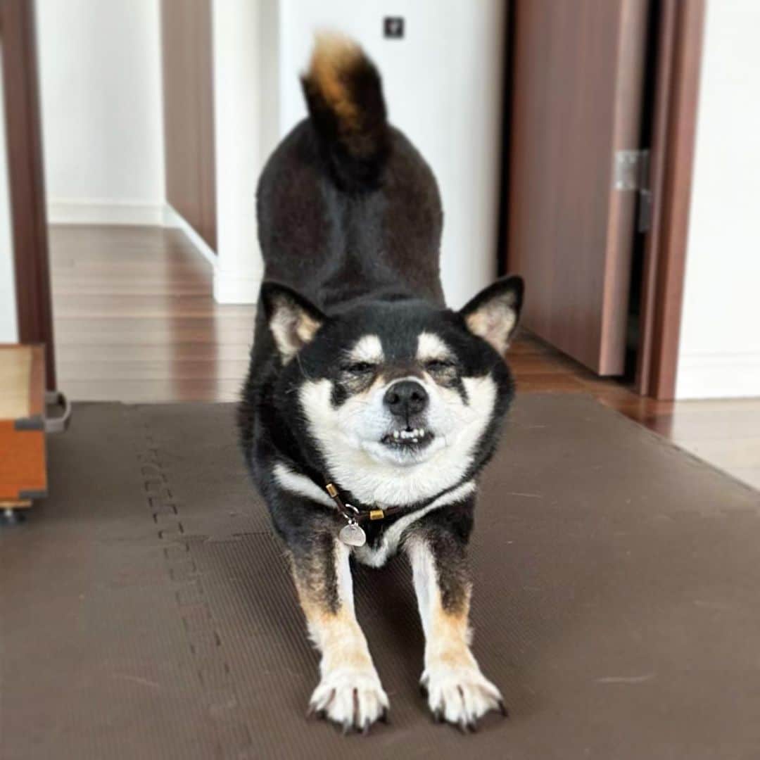 vo_coのインスタグラム：「🐾 久しぶりにこたちゃんの伸びが撮れたのでなんか幸先のよい朝 ＊ #shibastagram #instashiba #shiba #shibainu #黒柴 #柴犬」