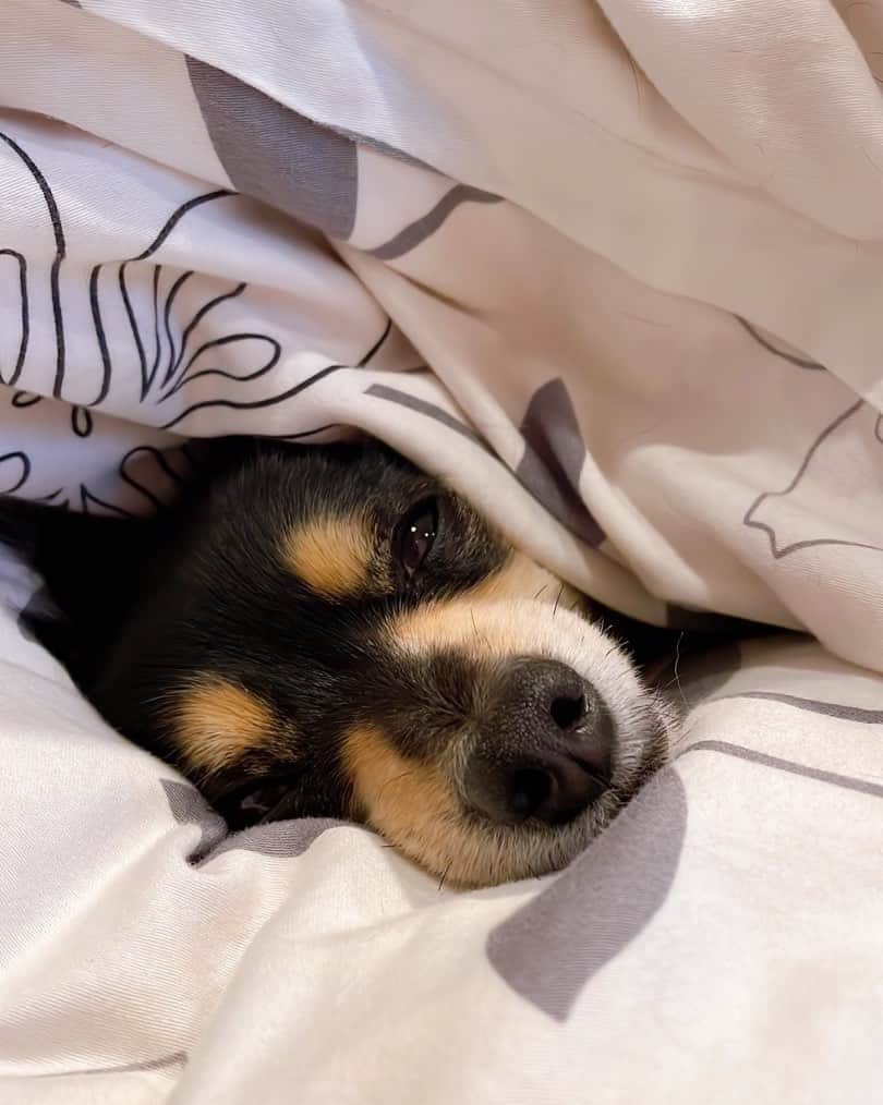 Yuuのインスタグラム：「♡ 雨の日は眠たいね ワンワンも🐶 おんなじ💖  #チワックス」