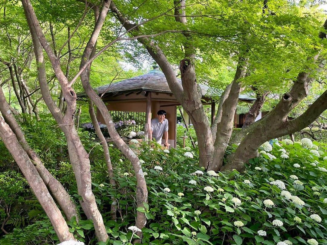 依田司さんのインスタグラム写真 - (依田司Instagram)「6月8日（木） 国指定の重要文化財、神奈川県鎌倉市「一条恵観山荘」から。 江戸初期に京都に建てられたものを、昭和３４年、ここ鎌倉に移築しました。茅葺き屋根の田舎風の作りが特徴で、およそ370年前に、この山荘でお茶会が行われた記録が残る貴重な建物です。 自然豊かなコチラ、見上げれば紅葉の深緑、目の前には見頃を迎えたアジサイ、脇を流れる川のせせらぎが心地良いんです。 喫茶では、お庭を眺めながらスイーツが楽しめます。季節限定の「あじさいじゅうすと主菓子(おもがし)セット」がお勧め。 ゆったりとした静かな時間が過ごせますよ。  #一条恵観山荘 #GAP #ギャップ #依田さん #依田司 #お天気検定 #テレビ朝日 #グッドモーニング #気象予報士 #お天気キャスター #森林インストラクター #グリーンセイバーアドバンス #プロジェクトワイルド #IPCC伝導者 #japan #japantrip #japantravel #unknownjapan #japanAdventure #japanlife #lifeinjapan #instagramjapan #instajapan #療癒 #ilovejapan #weather #weathercaster #weatherforecast」6月8日 9時26分 - tsukasa_yoda