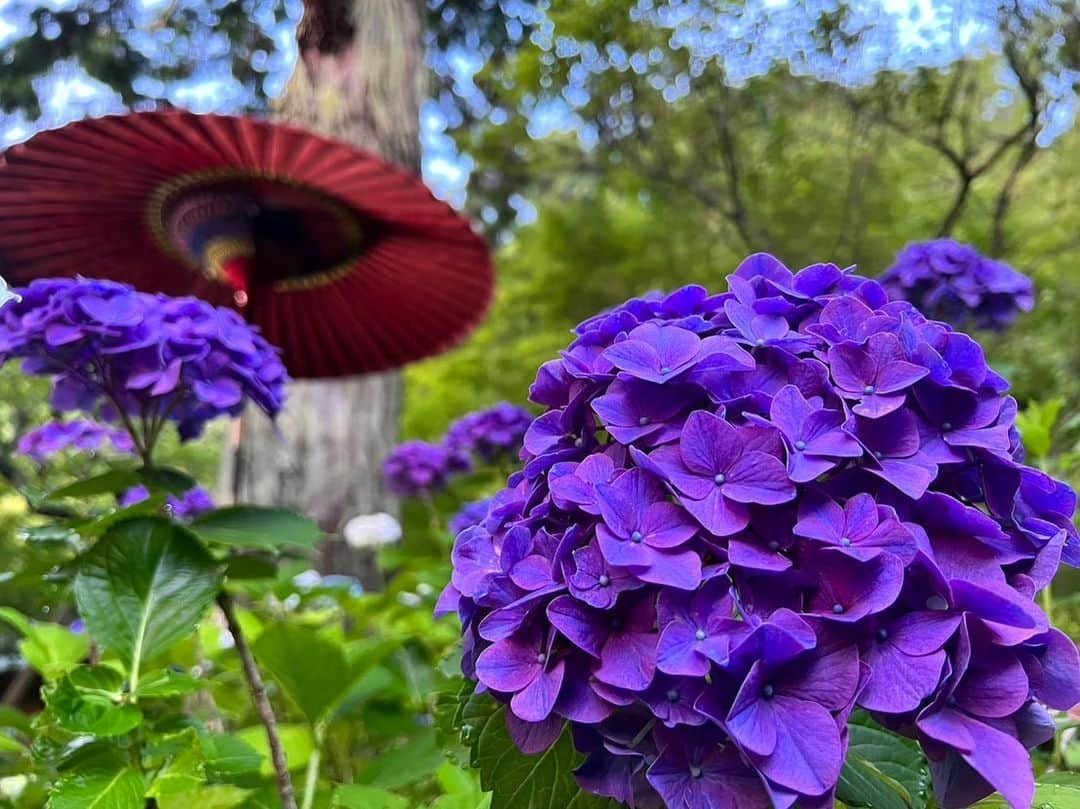 依田司さんのインスタグラム写真 - (依田司Instagram)「6月8日（木） 国指定の重要文化財、神奈川県鎌倉市「一条恵観山荘」から。 江戸初期に京都に建てられたものを、昭和３４年、ここ鎌倉に移築しました。茅葺き屋根の田舎風の作りが特徴で、およそ370年前に、この山荘でお茶会が行われた記録が残る貴重な建物です。 自然豊かなコチラ、見上げれば紅葉の深緑、目の前には見頃を迎えたアジサイ、脇を流れる川のせせらぎが心地良いんです。 喫茶では、お庭を眺めながらスイーツが楽しめます。季節限定の「あじさいじゅうすと主菓子(おもがし)セット」がお勧め。 ゆったりとした静かな時間が過ごせますよ。  #一条恵観山荘 #GAP #ギャップ #依田さん #依田司 #お天気検定 #テレビ朝日 #グッドモーニング #気象予報士 #お天気キャスター #森林インストラクター #グリーンセイバーアドバンス #プロジェクトワイルド #IPCC伝導者 #japan #japantrip #japantravel #unknownjapan #japanAdventure #japanlife #lifeinjapan #instagramjapan #instajapan #療癒 #ilovejapan #weather #weathercaster #weatherforecast」6月8日 9時26分 - tsukasa_yoda