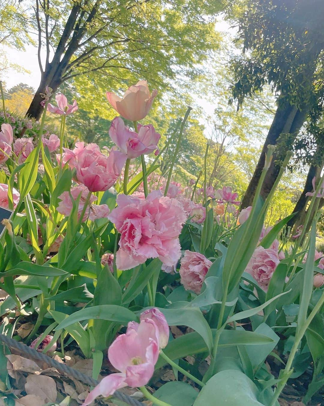 薄井美樹さんのインスタグラム写真 - (薄井美樹Instagram)「． おはよう☀️☀️」6月8日 9時33分 - mikiusui_211