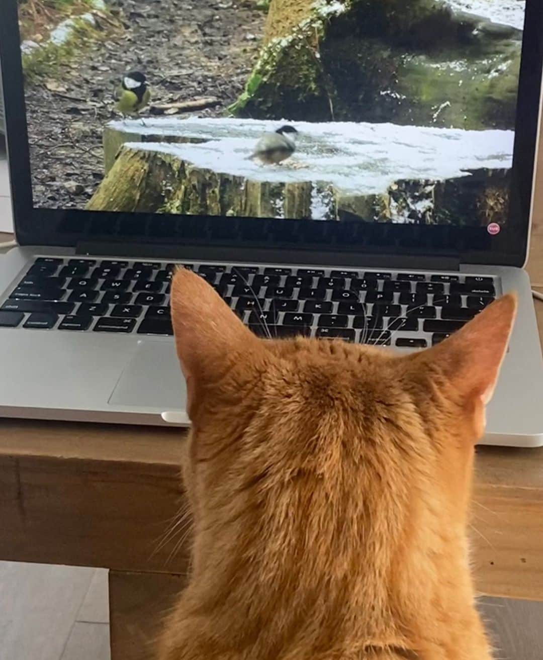 City the Kittyのインスタグラム：「😹😹❤️  #birdwatching #catbird」