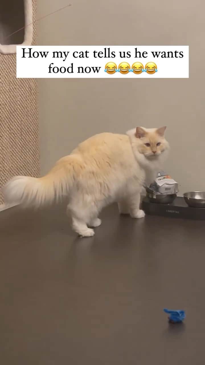 のインスタグラム：「I guess I gotta do everything around here  @iamjupiterthecat  #meowed #cutecat #cat #iamjupiterthecat #food #petfood #alwayshungry #foodie #ragdoll」