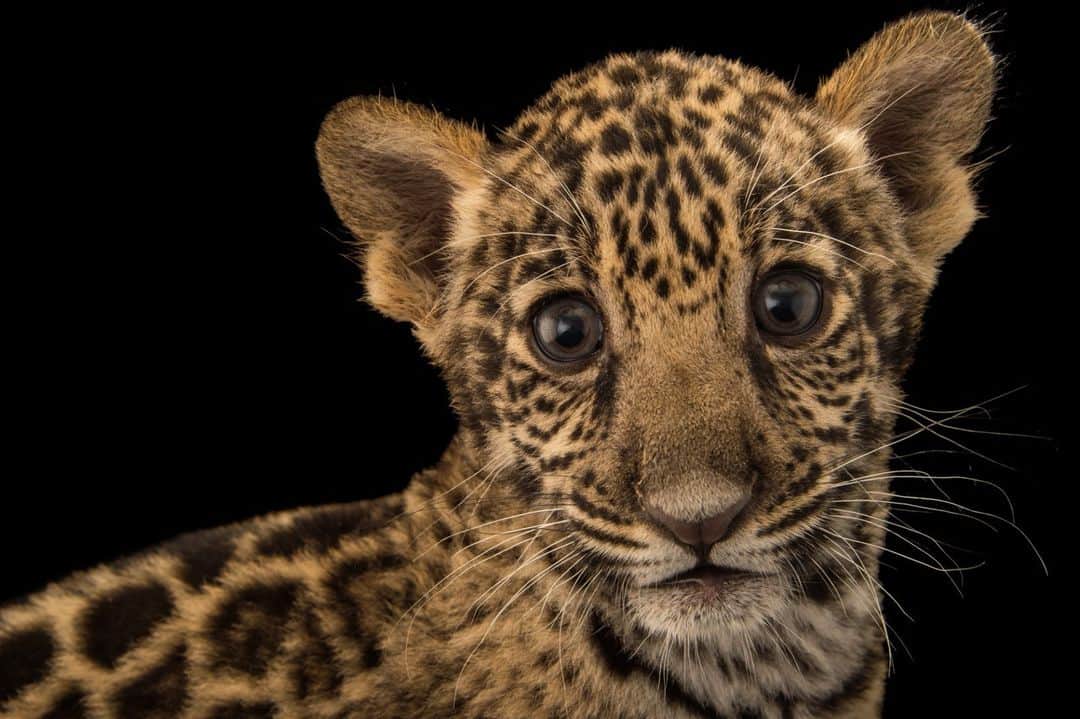 ナショナルジオグラフィックさんのインスタグラム写真 - (ナショナルジオグラフィックInstagram)「Photo by @joelsartore | Meet Teiku, a two-month-old jaguar cub that calls @zoodomrd, in the Dominican Republic, home. Jaguars are most similar in appearance to leopards, but there’s nothing you can confuse them with in the wild since no other big cats live in South America. The most distinctive feature of the jaguar is the shape of their spots, which resemble a certain sweet-smelling flower—the rose. To see more species featured in the Photo Ark, follow me @joelsartore. #PhotoArk」6月8日 11時00分 - natgeo