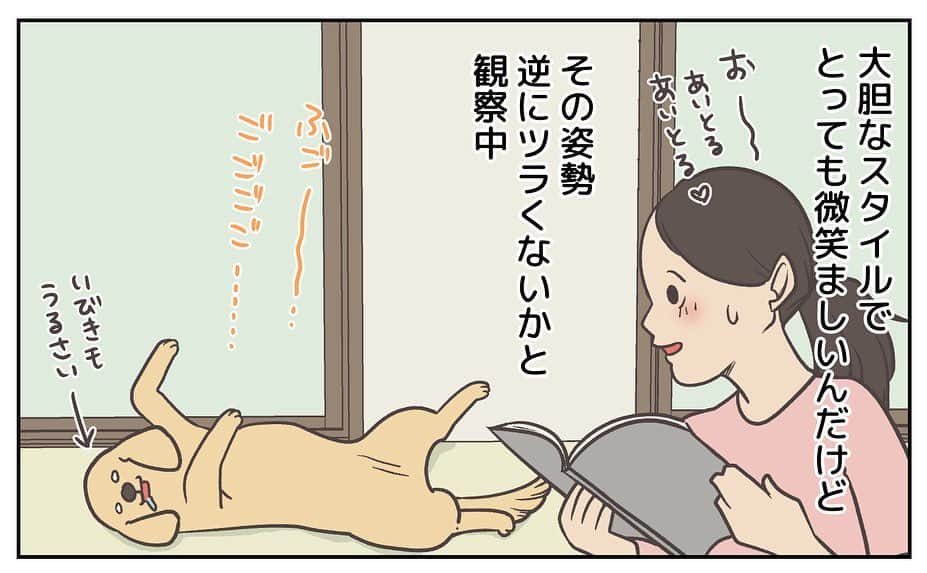 餅付きなこさんのインスタグラム写真 - (餅付きなこInstagram)「アイビーはおうちきにたばかりの時から、寝る時は仰向けでお腹丸出しの緊張感のないお休みスタイル⭐️  お腹を撫でられるのも大好きで、ねんね中もお腹すべすべされてる夢でもみてるのかな☺️  そんなあーちゃんは先日避妊手術をいたしました。お腹に手術の傷があって抜歯もまだなので、しばらくお腹なでなでを封印しています。 はやくあーちゃんのぷにぷにお腹を撫で撫でしてあげたいな♡  梅雨入りしてジメジメした日が続いてますね。 私は去年、うっかり食中毒を起こしてしまったので、皆様もこの時期どうぞお気をつけくださいませ💦  #goldenretriever #ゴールデンレトリーバー #ゴールデンレトリバー #大型犬  #犬 #dog #dogstagram #instadog #わんこ #ふわもこ部 #いぬ #ilovemydog #まめとアーティ #餅付きなこ #おさんぽですし！ #アイビー」6月8日 11時54分 - kinakomochitsuki