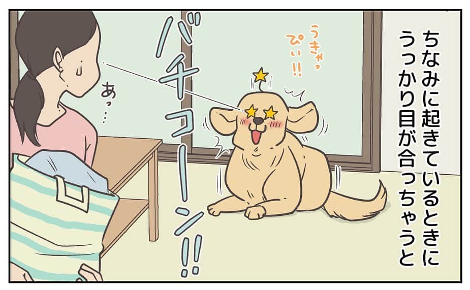 餅付きなこさんのインスタグラム写真 - (餅付きなこInstagram)「アイビーはおうちきにたばかりの時から、寝る時は仰向けでお腹丸出しの緊張感のないお休みスタイル⭐️  お腹を撫でられるのも大好きで、ねんね中もお腹すべすべされてる夢でもみてるのかな☺️  そんなあーちゃんは先日避妊手術をいたしました。お腹に手術の傷があって抜歯もまだなので、しばらくお腹なでなでを封印しています。 はやくあーちゃんのぷにぷにお腹を撫で撫でしてあげたいな♡  梅雨入りしてジメジメした日が続いてますね。 私は去年、うっかり食中毒を起こしてしまったので、皆様もこの時期どうぞお気をつけくださいませ💦  #goldenretriever #ゴールデンレトリーバー #ゴールデンレトリバー #大型犬  #犬 #dog #dogstagram #instadog #わんこ #ふわもこ部 #いぬ #ilovemydog #まめとアーティ #餅付きなこ #おさんぽですし！ #アイビー」6月8日 11時54分 - kinakomochitsuki
