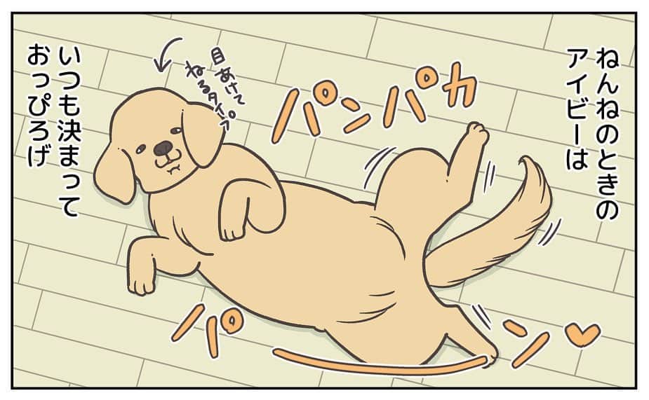 餅付きなこさんのインスタグラム写真 - (餅付きなこInstagram)「アイビーはおうちきにたばかりの時から、寝る時は仰向けでお腹丸出しの緊張感のないお休みスタイル⭐️  お腹を撫でられるのも大好きで、ねんね中もお腹すべすべされてる夢でもみてるのかな☺️  そんなあーちゃんは先日避妊手術をいたしました。お腹に手術の傷があって抜歯もまだなので、しばらくお腹なでなでを封印しています。 はやくあーちゃんのぷにぷにお腹を撫で撫でしてあげたいな♡  梅雨入りしてジメジメした日が続いてますね。 私は去年、うっかり食中毒を起こしてしまったので、皆様もこの時期どうぞお気をつけくださいませ💦  #goldenretriever #ゴールデンレトリーバー #ゴールデンレトリバー #大型犬  #犬 #dog #dogstagram #instadog #わんこ #ふわもこ部 #いぬ #ilovemydog #まめとアーティ #餅付きなこ #おさんぽですし！ #アイビー」6月8日 11時54分 - kinakomochitsuki