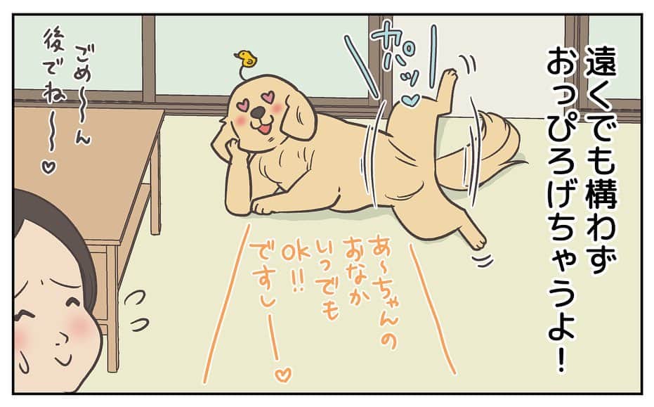 餅付きなこさんのインスタグラム写真 - (餅付きなこInstagram)「アイビーはおうちきにたばかりの時から、寝る時は仰向けでお腹丸出しの緊張感のないお休みスタイル⭐️  お腹を撫でられるのも大好きで、ねんね中もお腹すべすべされてる夢でもみてるのかな☺️  そんなあーちゃんは先日避妊手術をいたしました。お腹に手術の傷があって抜歯もまだなので、しばらくお腹なでなでを封印しています。 はやくあーちゃんのぷにぷにお腹を撫で撫でしてあげたいな♡  梅雨入りしてジメジメした日が続いてますね。 私は去年、うっかり食中毒を起こしてしまったので、皆様もこの時期どうぞお気をつけくださいませ💦  #goldenretriever #ゴールデンレトリーバー #ゴールデンレトリバー #大型犬  #犬 #dog #dogstagram #instadog #わんこ #ふわもこ部 #いぬ #ilovemydog #まめとアーティ #餅付きなこ #おさんぽですし！ #アイビー」6月8日 11時54分 - kinakomochitsuki