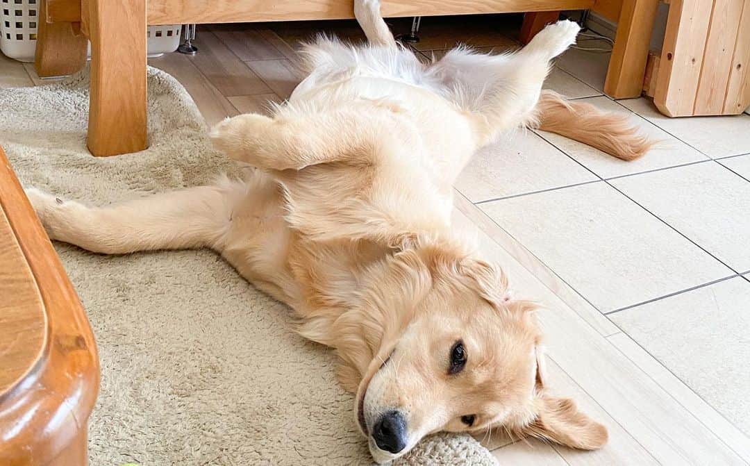 餅付きなこさんのインスタグラム写真 - (餅付きなこInstagram)「アイビーはおうちきにたばかりの時から、寝る時は仰向けでお腹丸出しの緊張感のないお休みスタイル⭐️  お腹を撫でられるのも大好きで、ねんね中もお腹すべすべされてる夢でもみてるのかな☺️  そんなあーちゃんは先日避妊手術をいたしました。お腹に手術の傷があって抜歯もまだなので、しばらくお腹なでなでを封印しています。 はやくあーちゃんのぷにぷにお腹を撫で撫でしてあげたいな♡  梅雨入りしてジメジメした日が続いてますね。 私は去年、うっかり食中毒を起こしてしまったので、皆様もこの時期どうぞお気をつけくださいませ💦  #goldenretriever #ゴールデンレトリーバー #ゴールデンレトリバー #大型犬  #犬 #dog #dogstagram #instadog #わんこ #ふわもこ部 #いぬ #ilovemydog #まめとアーティ #餅付きなこ #おさんぽですし！ #アイビー」6月8日 11時54分 - kinakomochitsuki