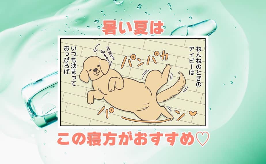 餅付きなこのインスタグラム：「アイビーはおうちきにたばかりの時から、寝る時は仰向けでお腹丸出しの緊張感のないお休みスタイル⭐️  お腹を撫でられるのも大好きで、ねんね中もお腹すべすべされてる夢でもみてるのかな☺️  そんなあーちゃんは先日避妊手術をいたしました。お腹に手術の傷があって抜歯もまだなので、しばらくお腹なでなでを封印しています。 はやくあーちゃんのぷにぷにお腹を撫で撫でしてあげたいな♡  梅雨入りしてジメジメした日が続いてますね。 私は去年、うっかり食中毒を起こしてしまったので、皆様もこの時期どうぞお気をつけくださいませ💦  #goldenretriever #ゴールデンレトリーバー #ゴールデンレトリバー #大型犬  #犬 #dog #dogstagram #instadog #わんこ #ふわもこ部 #いぬ #ilovemydog #まめとアーティ #餅付きなこ #おさんぽですし！ #アイビー」