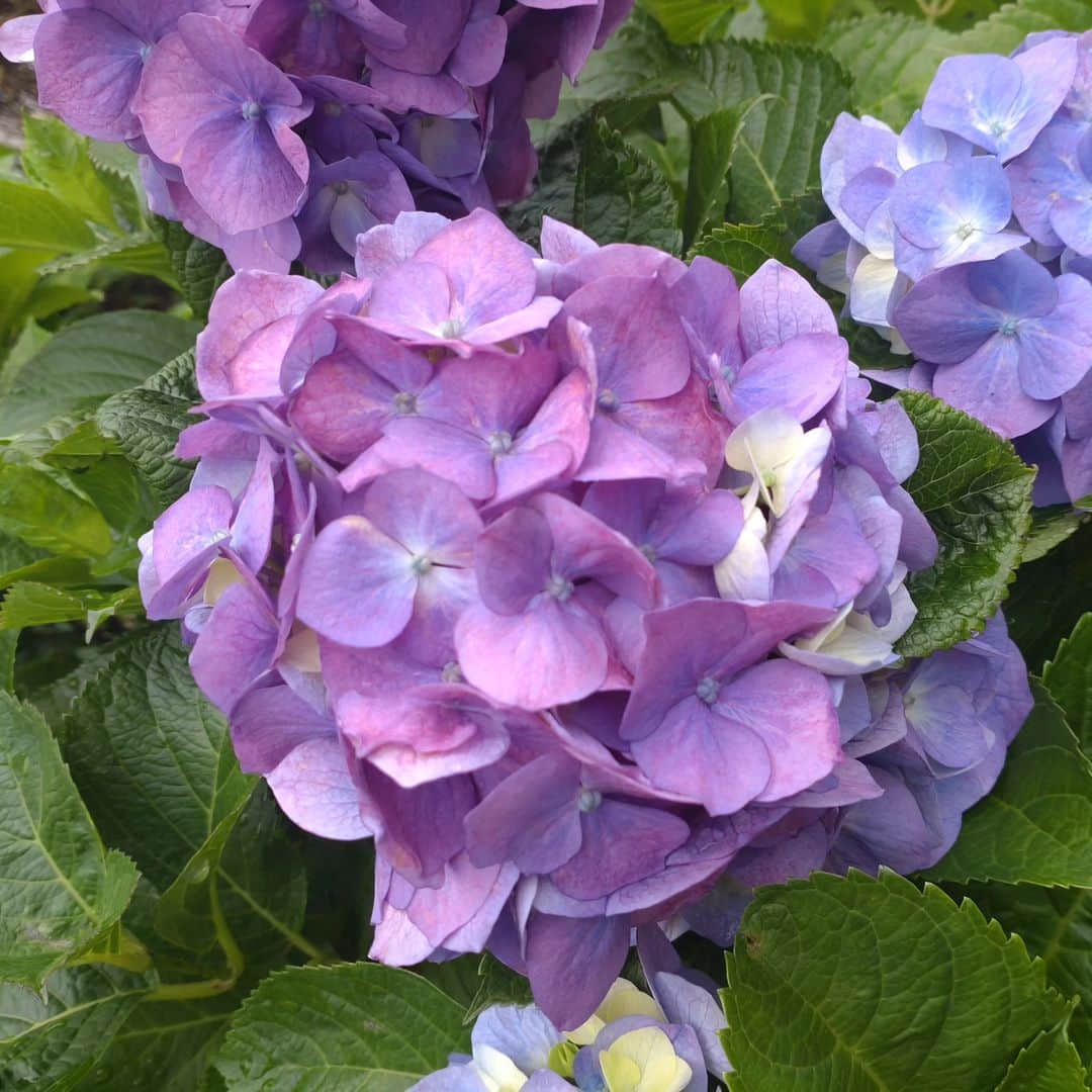 のインスタグラム：「関東甲信地方で梅雨入り  #関東甲信 #梅雨入り #あす朝は大雨に注意警戒 #そろそろ北陸も」