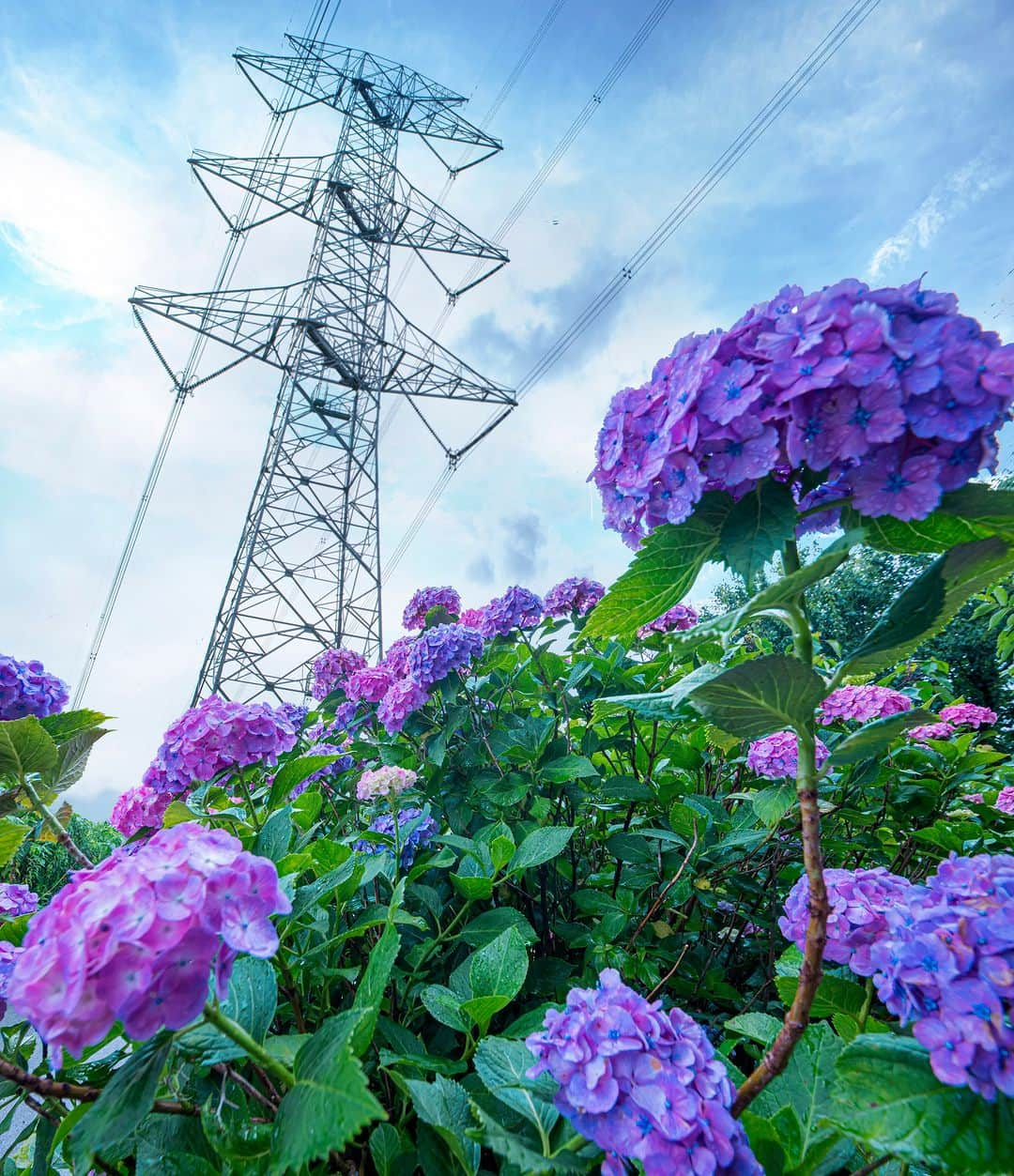 東京電力ホールディングス株式会社のインスタグラム：「埼玉県　鉄塔と紫陽花 Utility Poles and Hydrangea in Saitama   #東京電力 #tepco #埼玉県 #鉄塔 #鉄塔のある風景 #鉄塔の会 #送電鉄塔 #鉄塔好き #鉄塔と空 #送電線鉄塔 #高圧電線 #steeltower #pylon #pylons #steeltower_artistic #nwdel #風景写真 #景色写真 #曇り空 #くもり #clouds_of_our_world #cloudscapes #cloudsky #紫陽花 #紫陽花の季節」