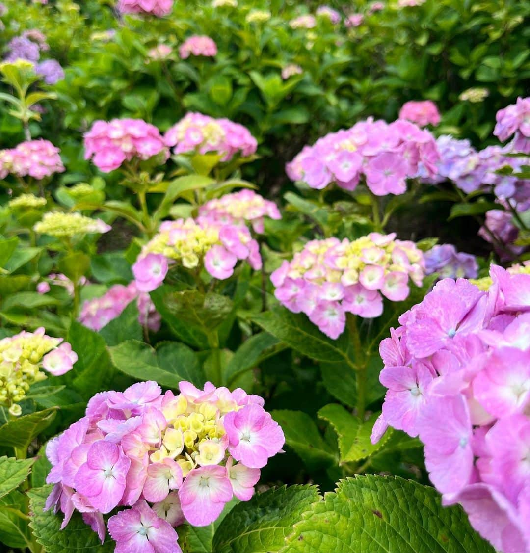 遊海 Yuumiさんのインスタグラム写真 - (遊海 YuumiInstagram)「Let the rain wash away your worries and let your spirit shine through. #InnerGlow #rainseason #japan #visitmie #loveyourself #visitjapan #紫陽花　#三重県　#津市　#womensupportingwomen」6月8日 22時57分 - yuumi_kato