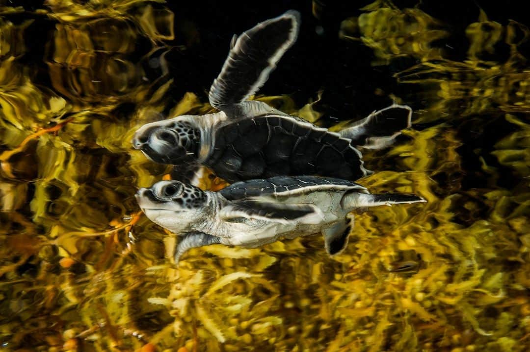 ナショナルジオグラフィックさんのインスタグラム写真 - (ナショナルジオグラフィックInstagram)「Photo by @daviddoubilet | A vulnerable sea turtle hatchling hides from predators within a dense floating forest of sargassum seaweed off Cozumel, Mexico. This living canopy is critical nursery habitat for marine life, but when it washes onto shore in mass quantities it can become a deadly blanket, smothering turtle and seabird nests and turning away beach-bound tourists. Scientists indicate 2023 will be an unprecedented year, with vast amounts of seaweed accumulations in the "sargassum belt" of the North Atlantic carried by currents to the beaches of the Caribbean, southern U.S., and Mexico. The tangled labyrinth that's an oasis at sea is a costly environmental and economic consequence when it lands. Follow @DavidDoubilet to submerge into planet ocean. #WorldOceansDay」6月8日 23時15分 - natgeo