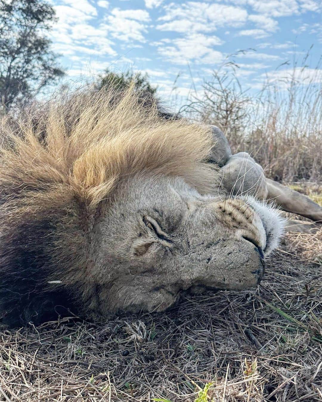 Kevin Richardson LionWhisperer さんのインスタグラム写真 - (Kevin Richardson LionWhisperer Instagram)「It was Bobcat and Gabby’s turn for an enrichment walk today and boy did they have fun while I tried to explain the complexities and both sides of the story, on the UK governments imminent ban on trophy imports. Some conservationists hail it as a win whilst others claim it’ll inadvertently destroy the very same wild animals it aims to protect. Conservation is never an easy topic and all the answers are  most certainly not black or white.  Episode should be out on #lionwhisperertv on YouTube in a few weeks time. Are you subscribed yet? If not go and check out the link in my bio so you never miss out on another cool wildlife video.  #conservationiscomplex #conservation #conservationist #lion #lioness #enrichmentwalk #enrichment #bobcat #gabby」6月8日 23時28分 - lionwhisperersa