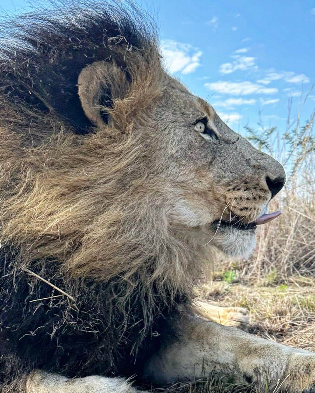 Kevin Richardson LionWhisperer さんのインスタグラム写真 - (Kevin Richardson LionWhisperer Instagram)「It was Bobcat and Gabby’s turn for an enrichment walk today and boy did they have fun while I tried to explain the complexities and both sides of the story, on the UK governments imminent ban on trophy imports. Some conservationists hail it as a win whilst others claim it’ll inadvertently destroy the very same wild animals it aims to protect. Conservation is never an easy topic and all the answers are  most certainly not black or white.  Episode should be out on #lionwhisperertv on YouTube in a few weeks time. Are you subscribed yet? If not go and check out the link in my bio so you never miss out on another cool wildlife video.  #conservationiscomplex #conservation #conservationist #lion #lioness #enrichmentwalk #enrichment #bobcat #gabby」6月8日 23時28分 - lionwhisperersa