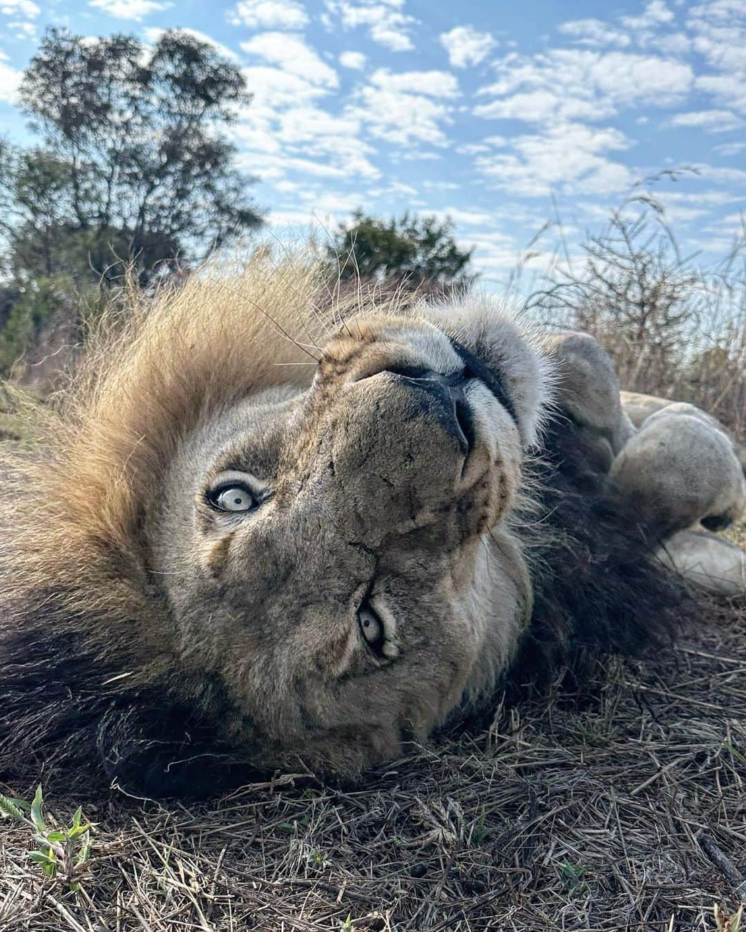 のインスタグラム：「It was Bobcat and Gabby’s turn for an enrichment walk today and boy did they have fun while I tried to explain the complexities and both sides of the story, on the UK governments imminent ban on trophy imports. Some conservationists hail it as a win whilst others claim it’ll inadvertently destroy the very same wild animals it aims to protect. Conservation is never an easy topic and all the answers are  most certainly not black or white.  Episode should be out on #lionwhisperertv on YouTube in a few weeks time. Are you subscribed yet? If not go and check out the link in my bio so you never miss out on another cool wildlife video.  #conservationiscomplex #conservation #conservationist #lion #lioness #enrichmentwalk #enrichment #bobcat #gabby」