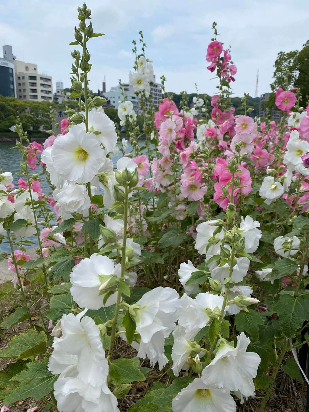 畑喜美夫さんのインスタグラム写真 - (畑喜美夫Instagram)「明日も美しいお花に出会いましょう‼️  1日が美しくなります‼️  おやすみなさい💤😴」6月8日 23時55分 - kimio.hata