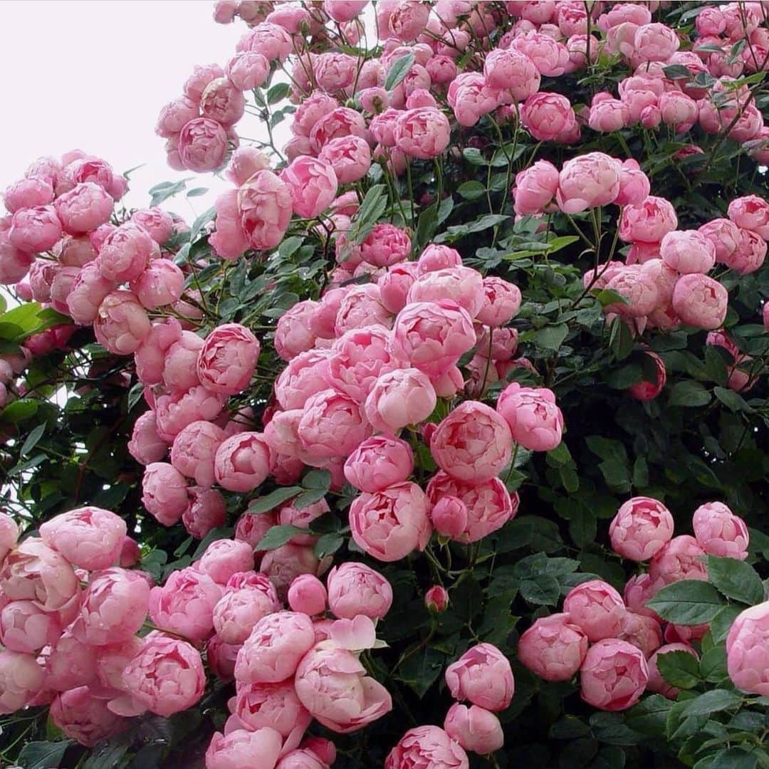 アダムのインスタグラム：「The Rosa Macrantha Raubritter, a German hybrid from 1936 and a new favorite in my garden.」