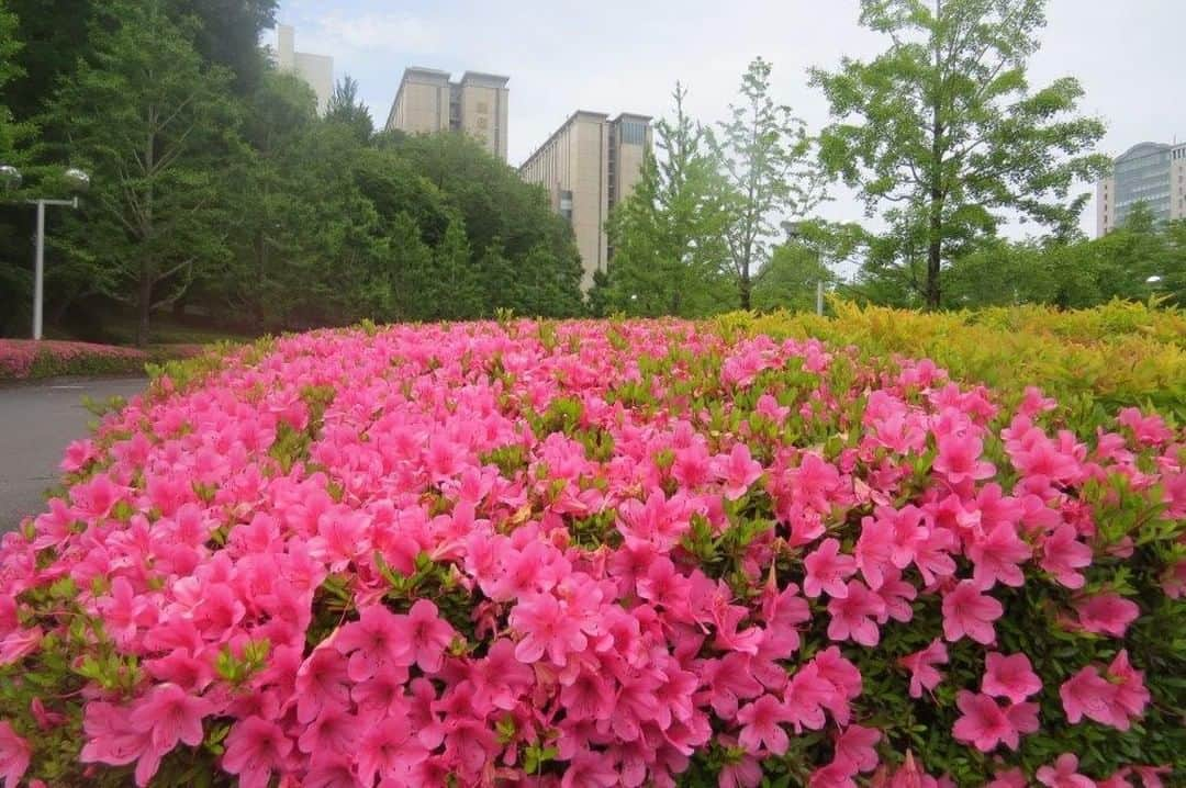 Soka Universityさんのインスタグラム写真 - (Soka UniversityInstagram)「Campus Seasonal Photos May④ Nature photos of the campus. #discoversoka #sodaigram #sodaipictures #sokauniversity #創価大学 #hachioji #八王子 #tokyo #東京 #campus #キャンパス #university #大学 #students #学生 #nature #自然 #april #卯月 #spring #春 #fourseasons #四季 #environment #環境」6月8日 15時08分 - sokauniversity