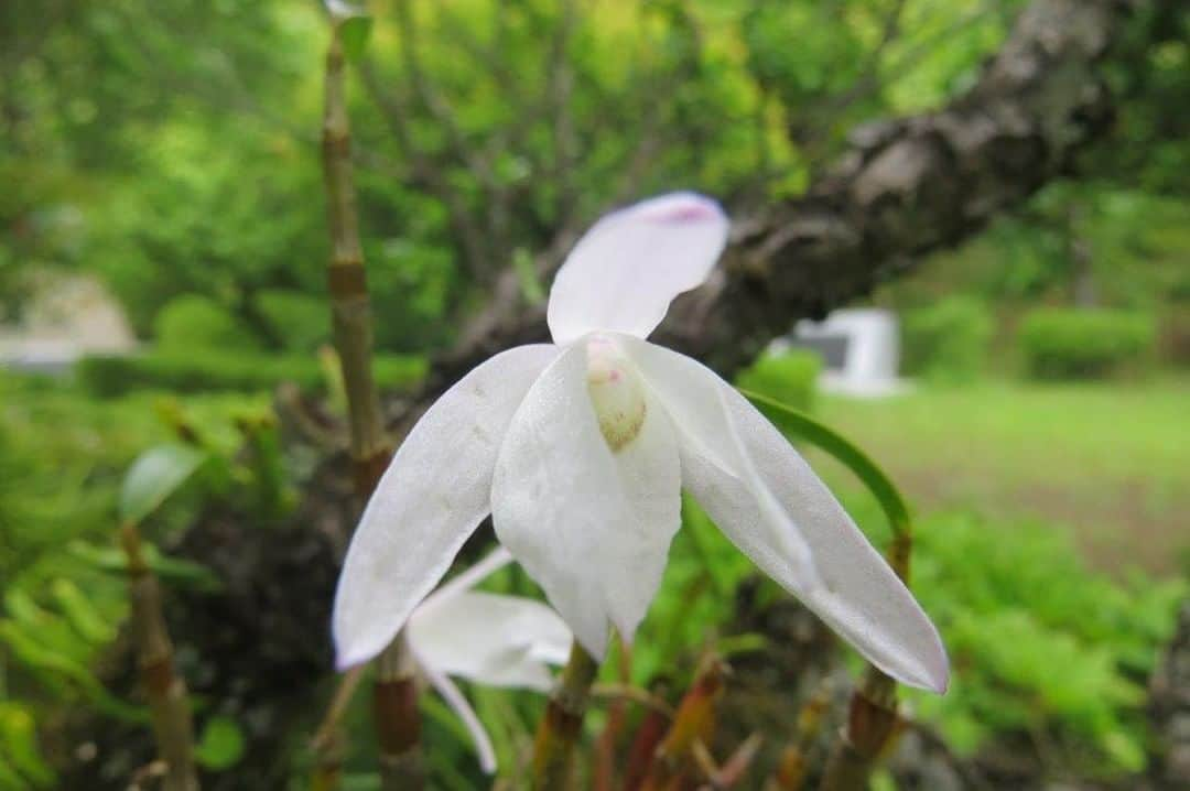 Soka Universityさんのインスタグラム写真 - (Soka UniversityInstagram)「Campus Seasonal Photos May④ Nature photos of the campus. #discoversoka #sodaigram #sodaipictures #sokauniversity #創価大学 #hachioji #八王子 #tokyo #東京 #campus #キャンパス #university #大学 #students #学生 #nature #自然 #april #卯月 #spring #春 #fourseasons #四季 #environment #環境」6月8日 15時09分 - sokauniversity