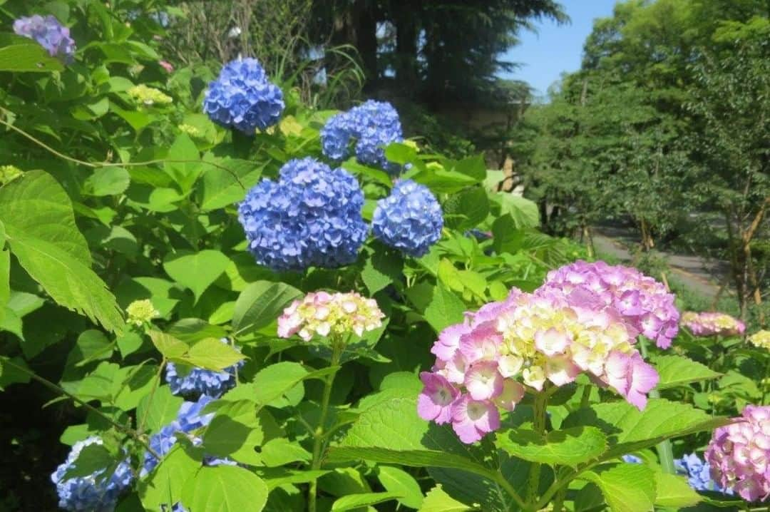 Soka Universityさんのインスタグラム写真 - (Soka UniversityInstagram)「Campus Seasonal Photos June① Nature photos of the campus. #discoversoka #sodaigram #sodaipictures #sokauniversity #創価大学 #hachioji #八王子 #tokyo #東京 #campus #キャンパス #university #大学 #students #学生 #nature #自然 #april #卯月 #spring #春 #fourseasons #四季 #environment #環境」6月8日 15時19分 - sokauniversity