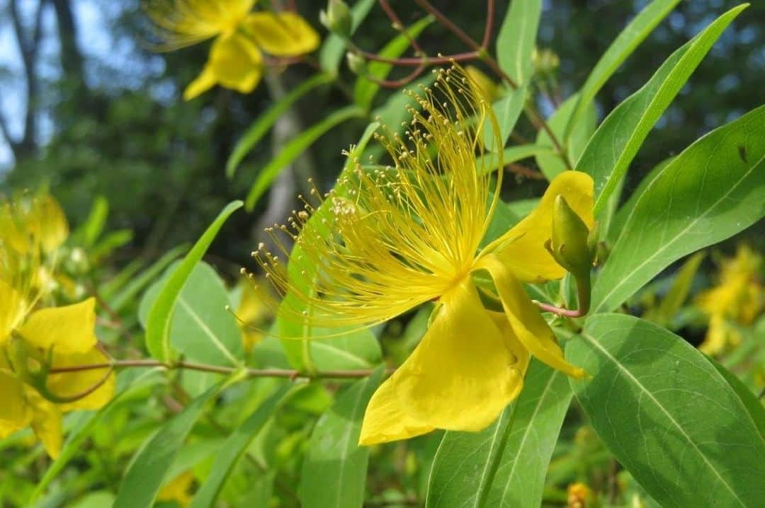 Soka Universityさんのインスタグラム写真 - (Soka UniversityInstagram)「Campus Seasonal Photos June① Nature photos of the campus. #discoversoka #sodaigram #sodaipictures #sokauniversity #創価大学 #hachioji #八王子 #tokyo #東京 #campus #キャンパス #university #大学 #students #学生 #nature #自然 #april #卯月 #spring #春 #fourseasons #四季 #environment #環境」6月8日 15時19分 - sokauniversity