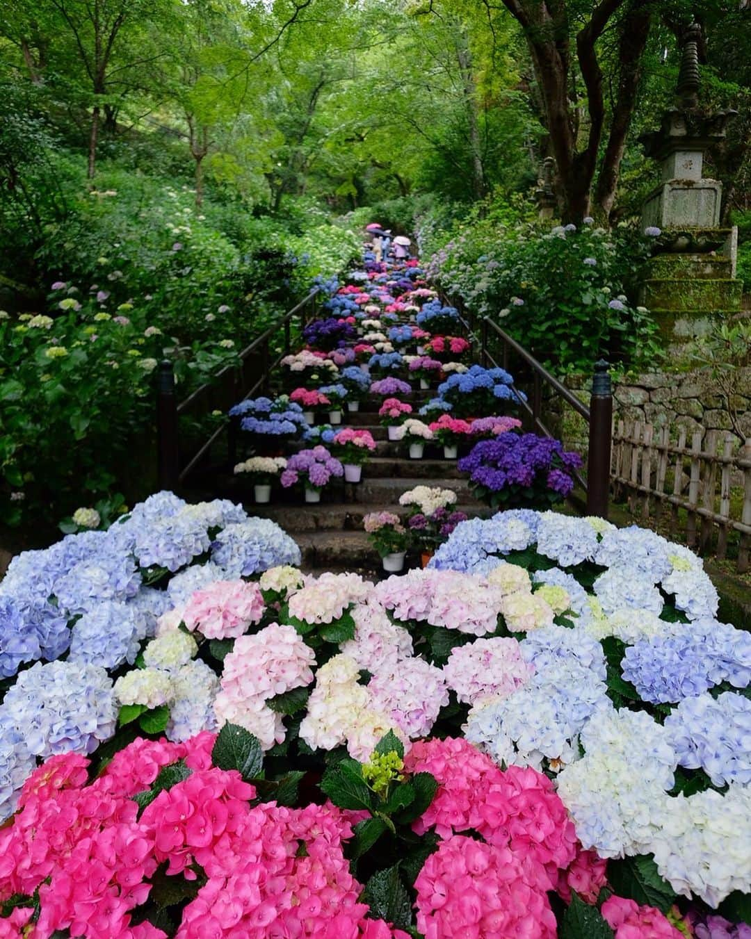 奈良 長谷寺 / nara hasederaのインスタグラム：「しとしと 弥増す、#紫陽花 の色  The color of the #hydrangea is getting darker.  #長谷寺 #奈良長谷寺 #総本山長谷寺 #真言宗豊山派 #花の御寺 #奈良 #hasedera #hasederatemple #temple #japan #japanesetraditional #pilgrimage #nara #tourism #sightseeing #japanesetemple #西国三十三所 #霊場 #巡礼 #四寺巡礼 #長谷寺が好き #日本遺産 #観音さんさんサイコク巡礼 #千年巡礼」